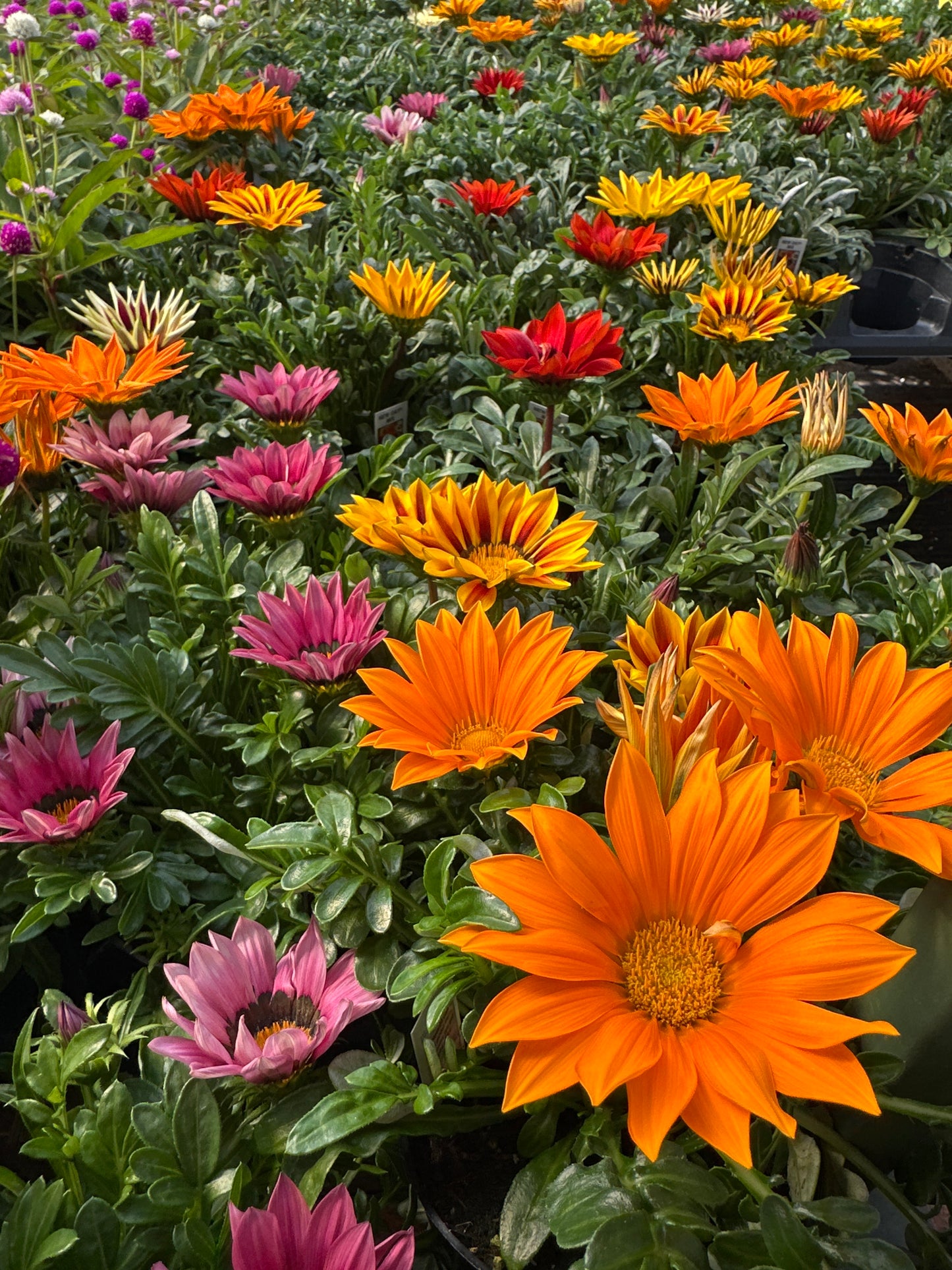 GAZANIA NEW DAY MIX - 4'' POT