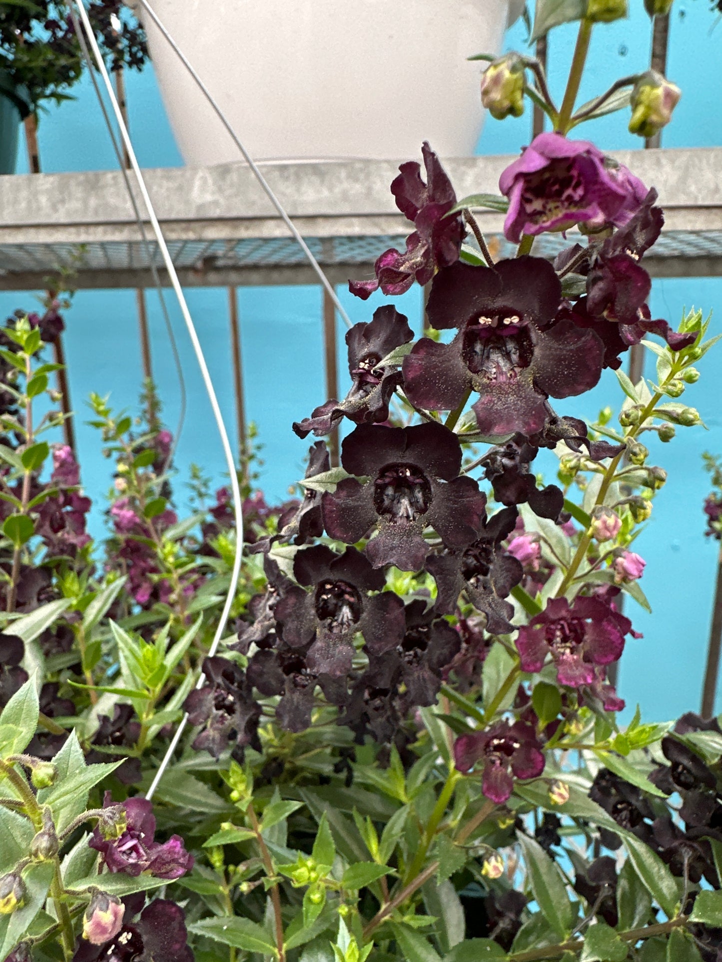 ANGELONIA ANGELFLARE BLACK - 10" HANGING BASKET