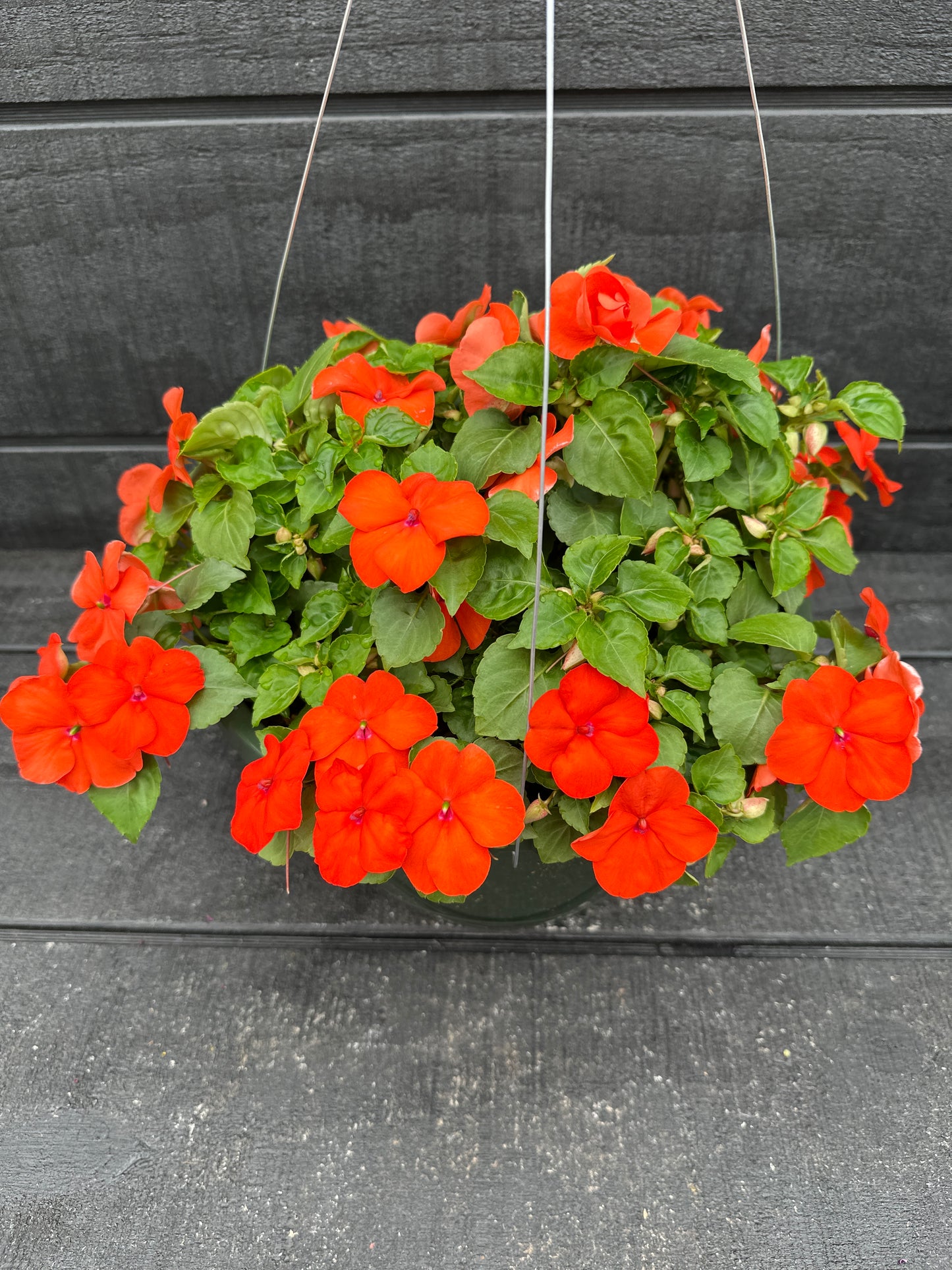 IMPATIENS BEACON ORANGE - 10" HANGING BASKET