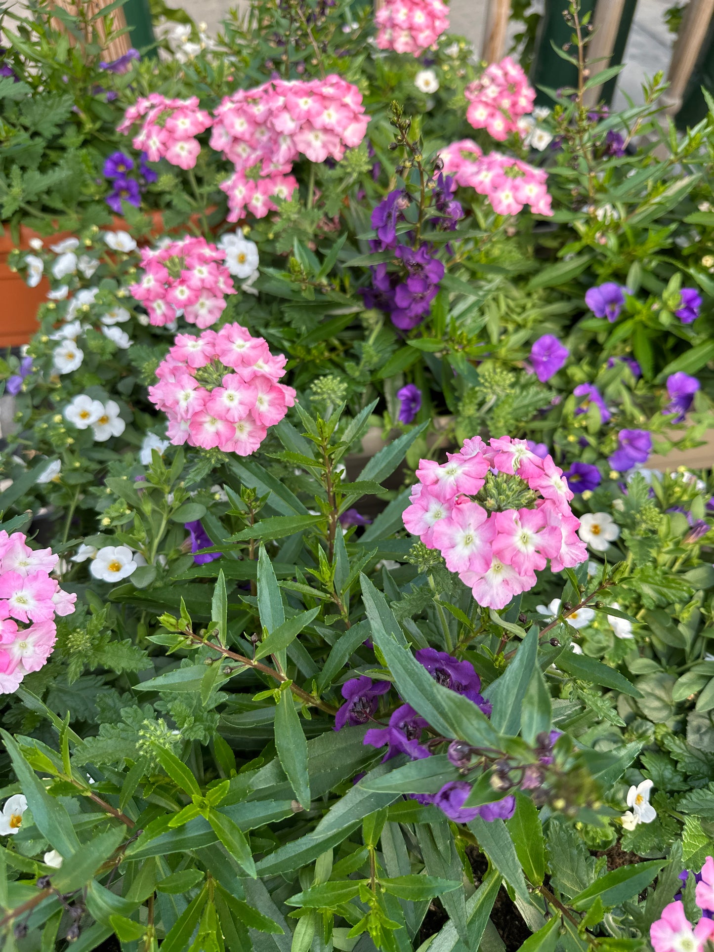 COMBO #26 - 24" WINDOW BOX