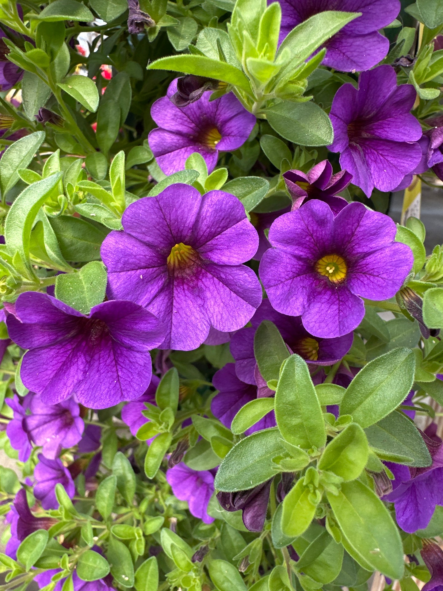 CALIBRACHOA CABARET DEEP BLUE - FLOWER BAG