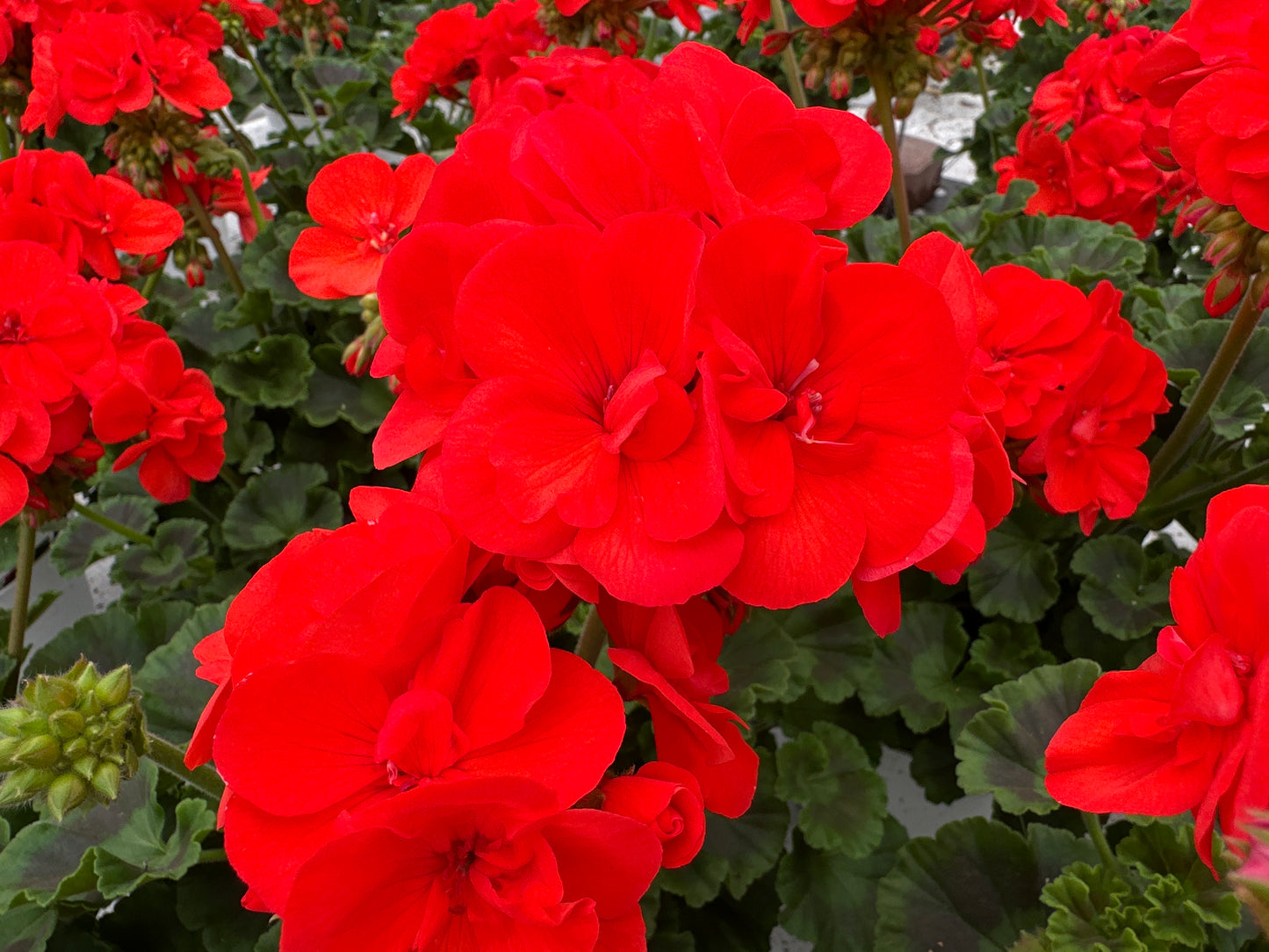 GERANIUM DYNAMO ORANGE - 6" POT