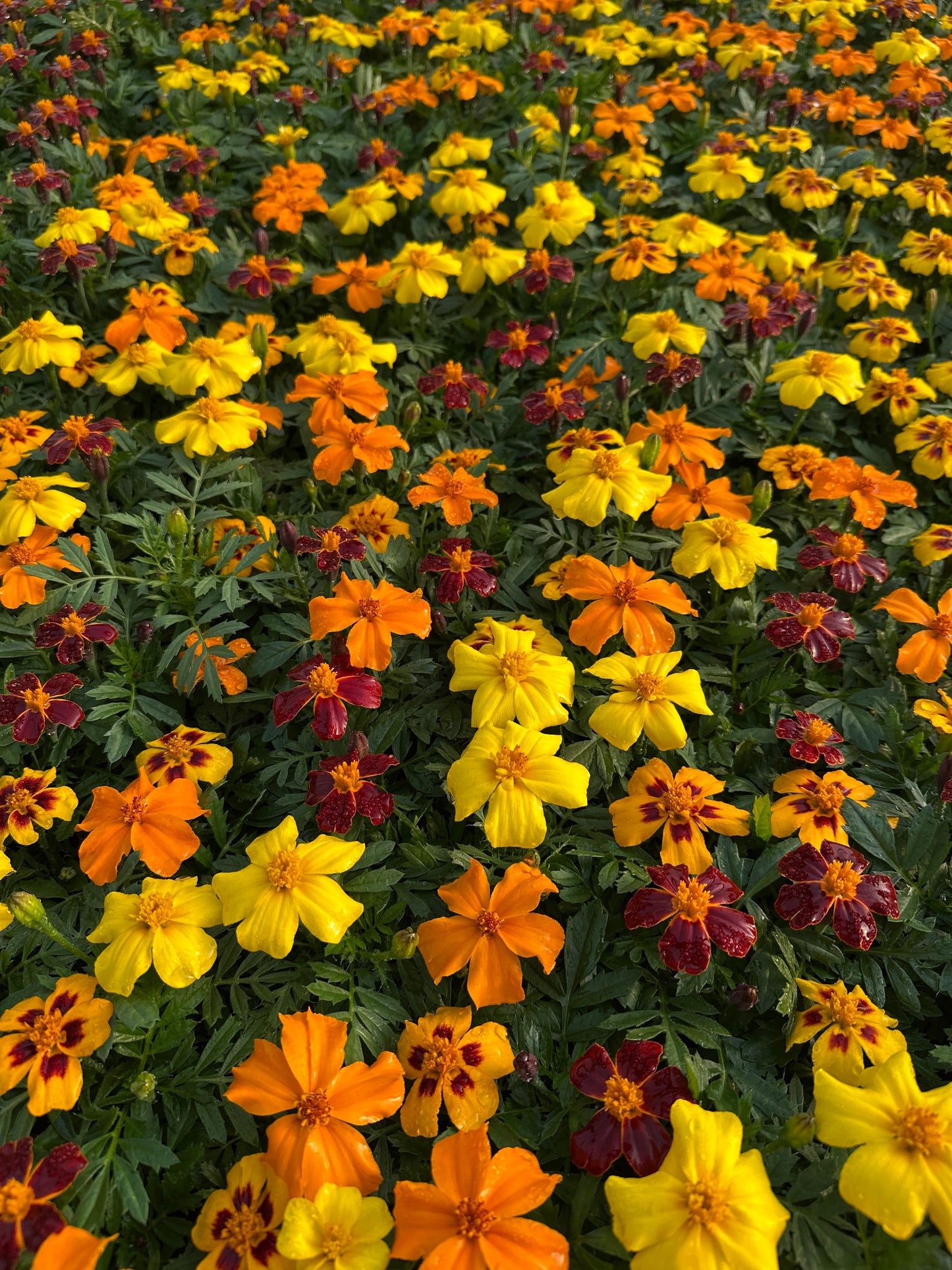 MARIGOLD DISCO MIX - FLAT OF 48 PLANTS