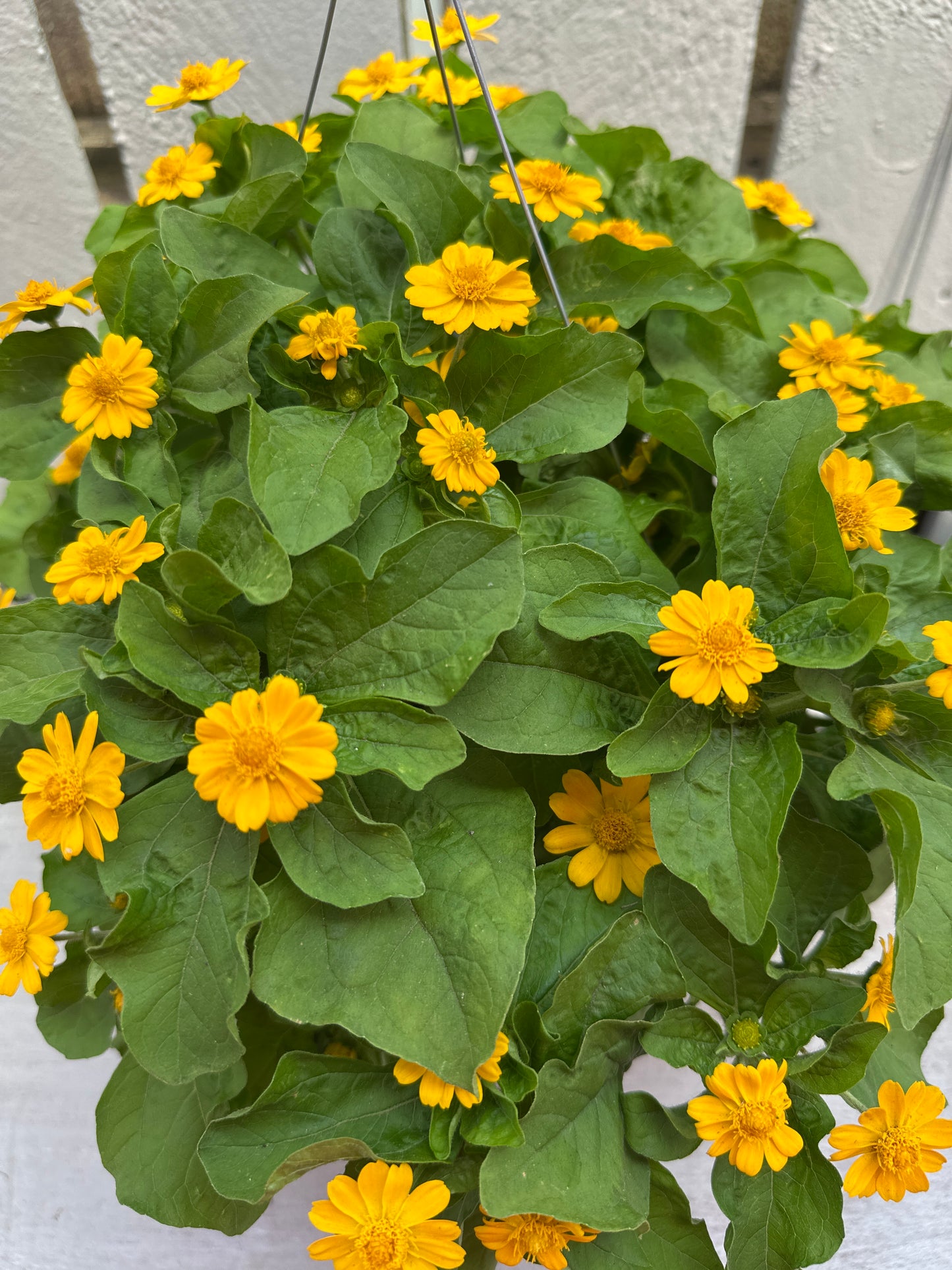 MELAMPODIUM JACKPOT GOLD - 8" HANGING BASKET