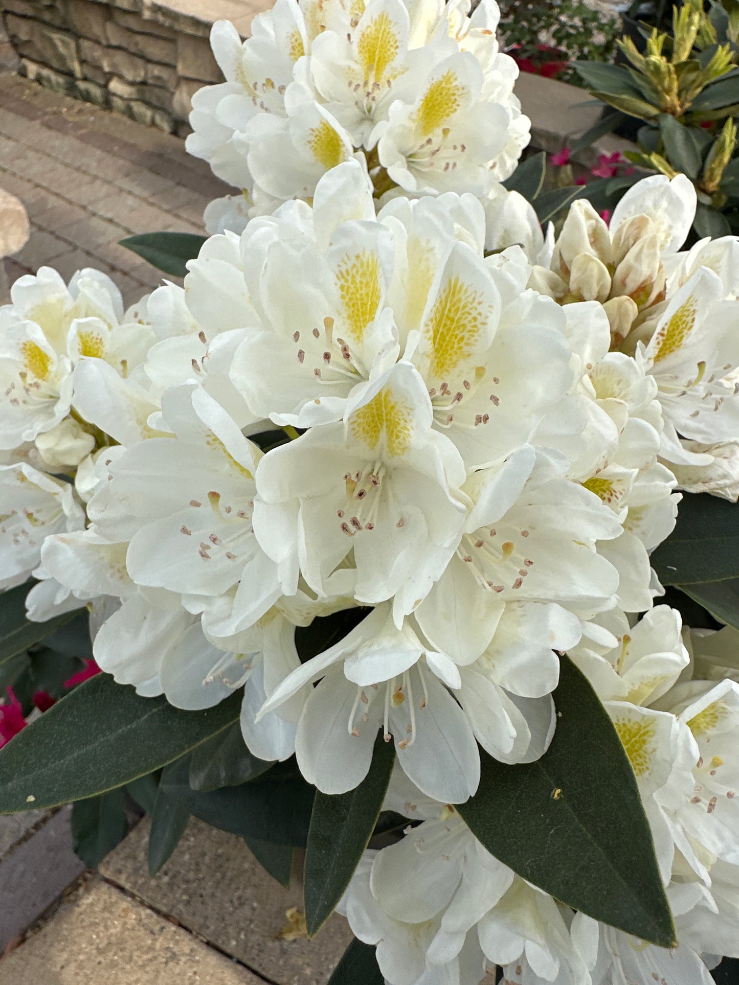 RHODODENDRON 'CHIONOIDES'
