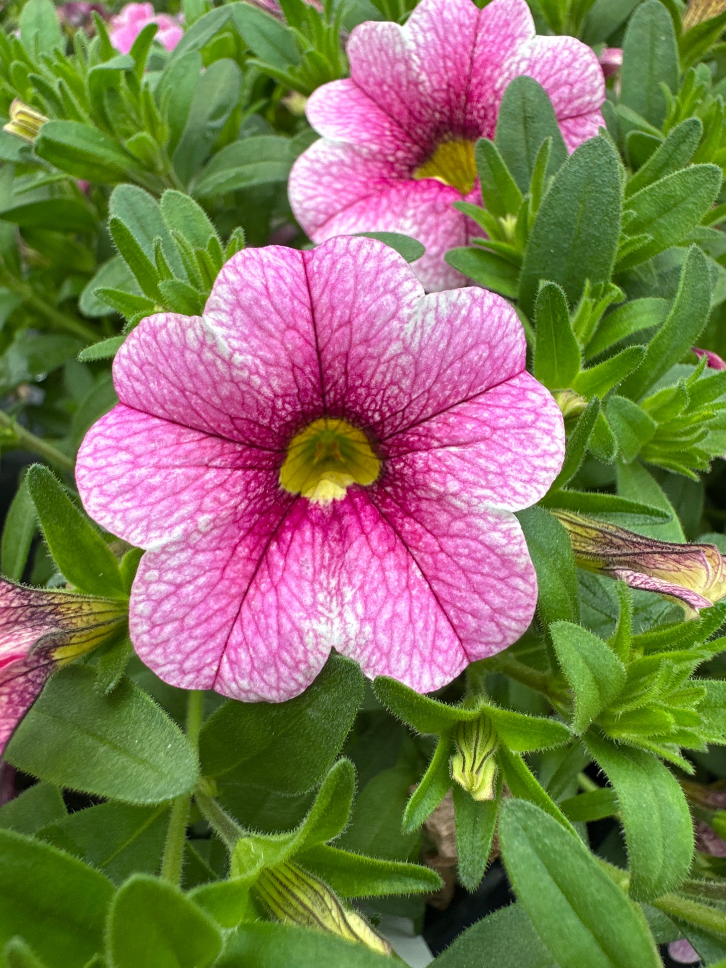 CALIBRACHOA CABARET STRAWBERRY PARFAIT - 4'' POT