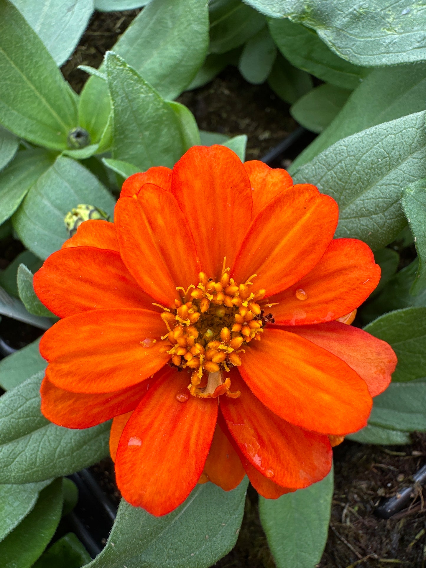 ZINNIA PROFUSION DOUBLE FIRE - JUMBO 6 PACK