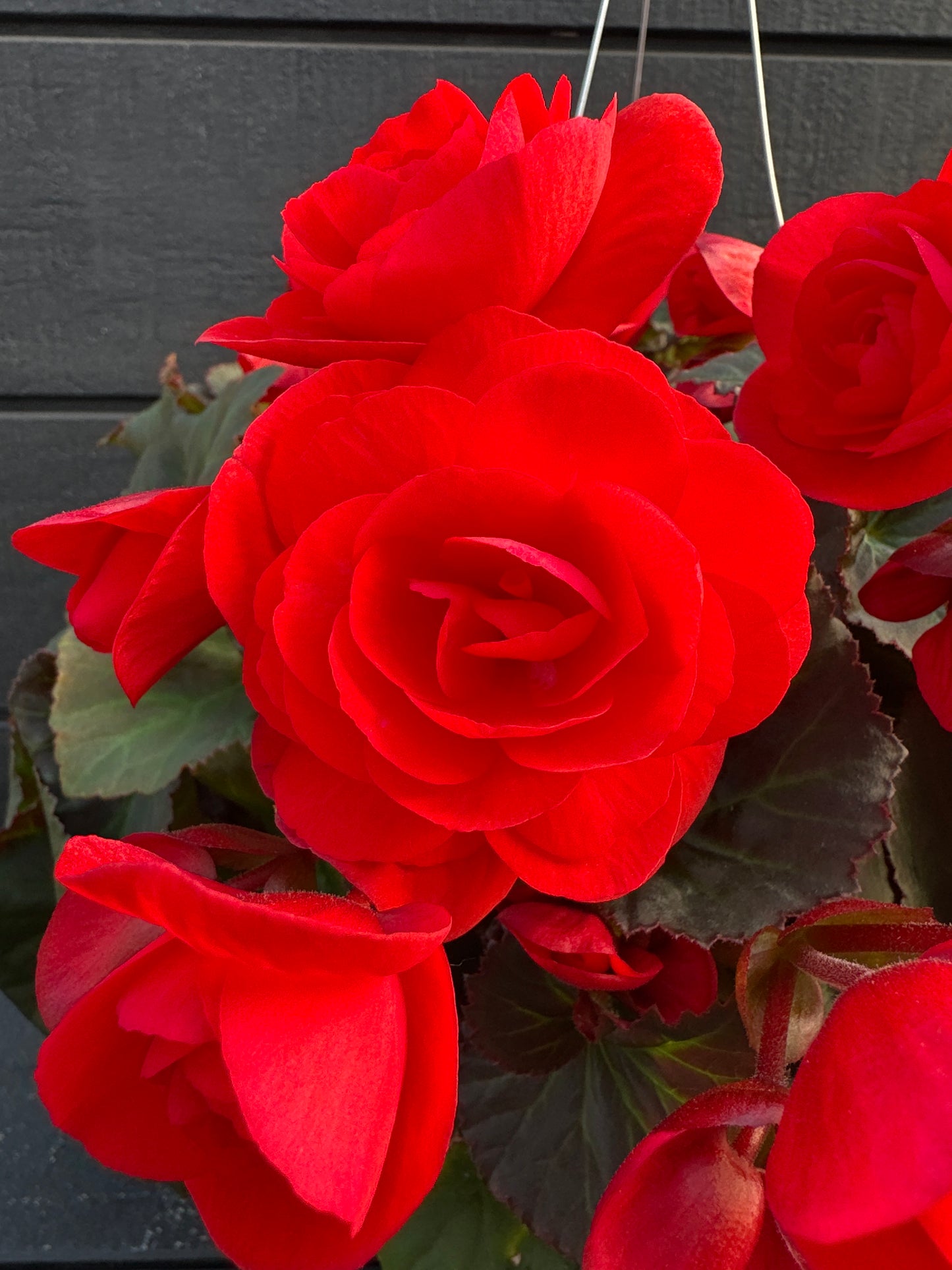BEGONIA SOLENIAS RED - 10'' HANGING BASKET