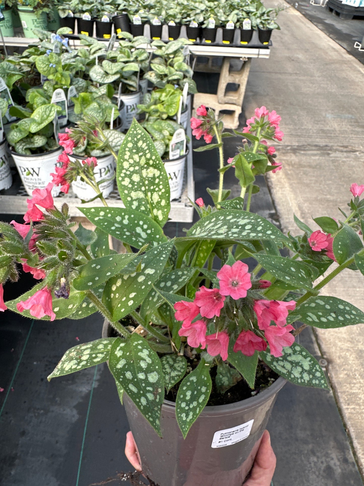 Pulmonaria hybrid 'Shrimps on the Barbie'