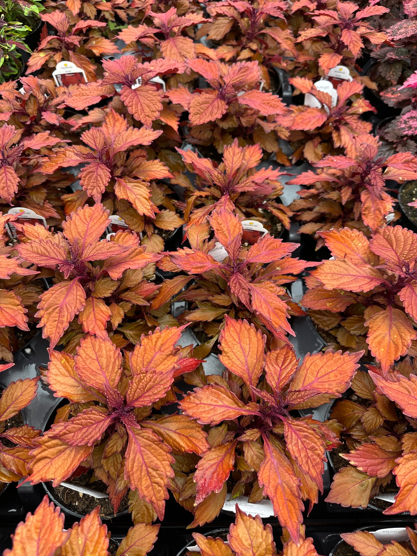 COLEUS FLAME THROWER HABANERO - 4" POT