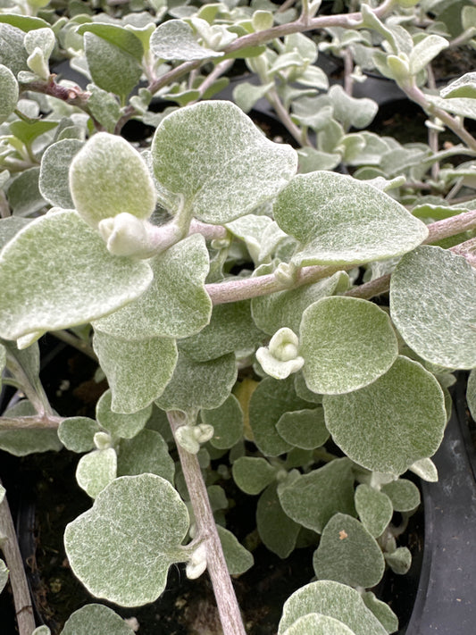 HELICHRYSUM LICORICE - 4" POT