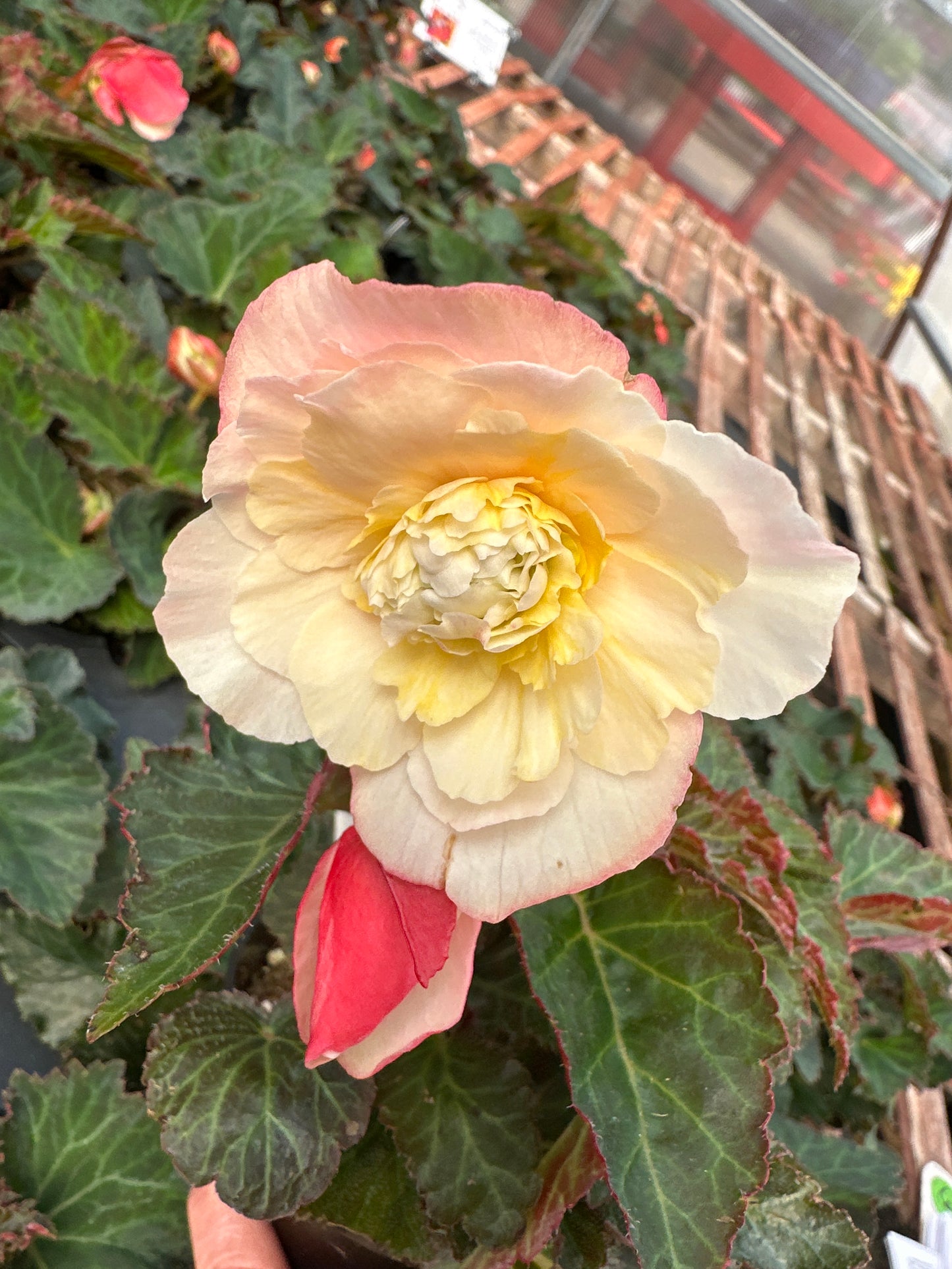 BEGONIA FRAGRANT FALLS PEACH - 4'' POT