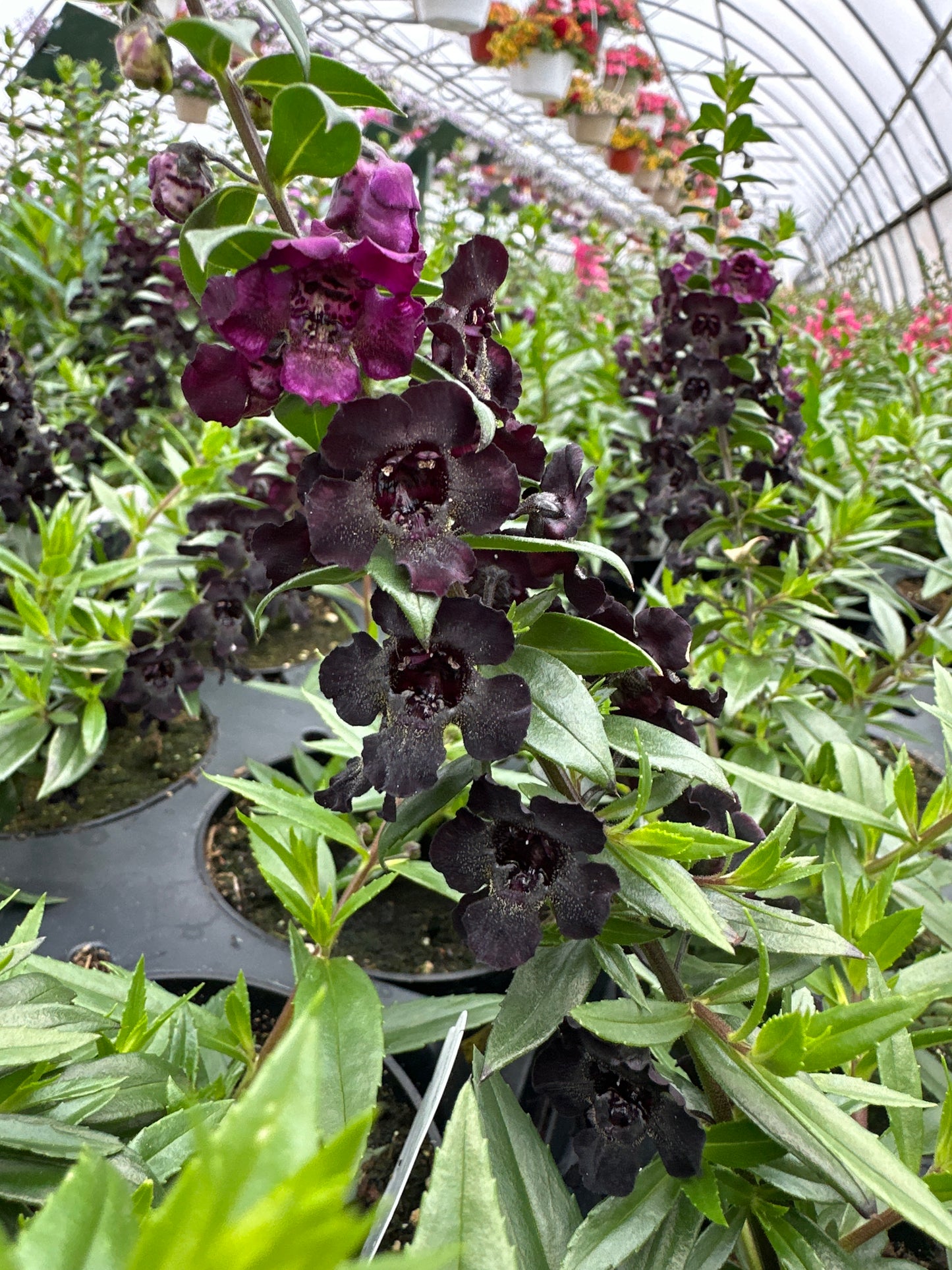 ANGELONIA ANGELFLARE BLACK - 4" POT