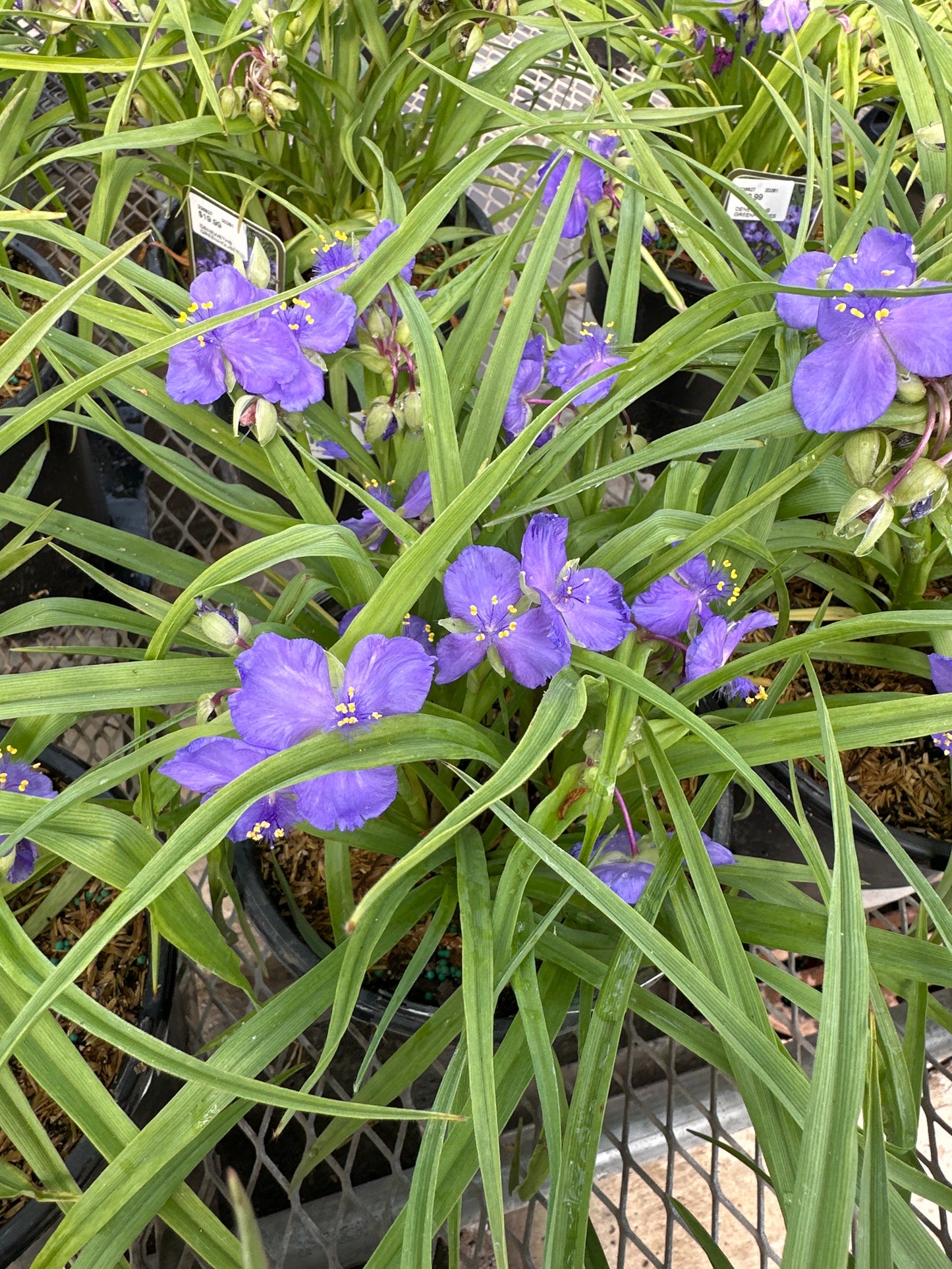 TRADESCANTIA 'AMETHYST KISS'