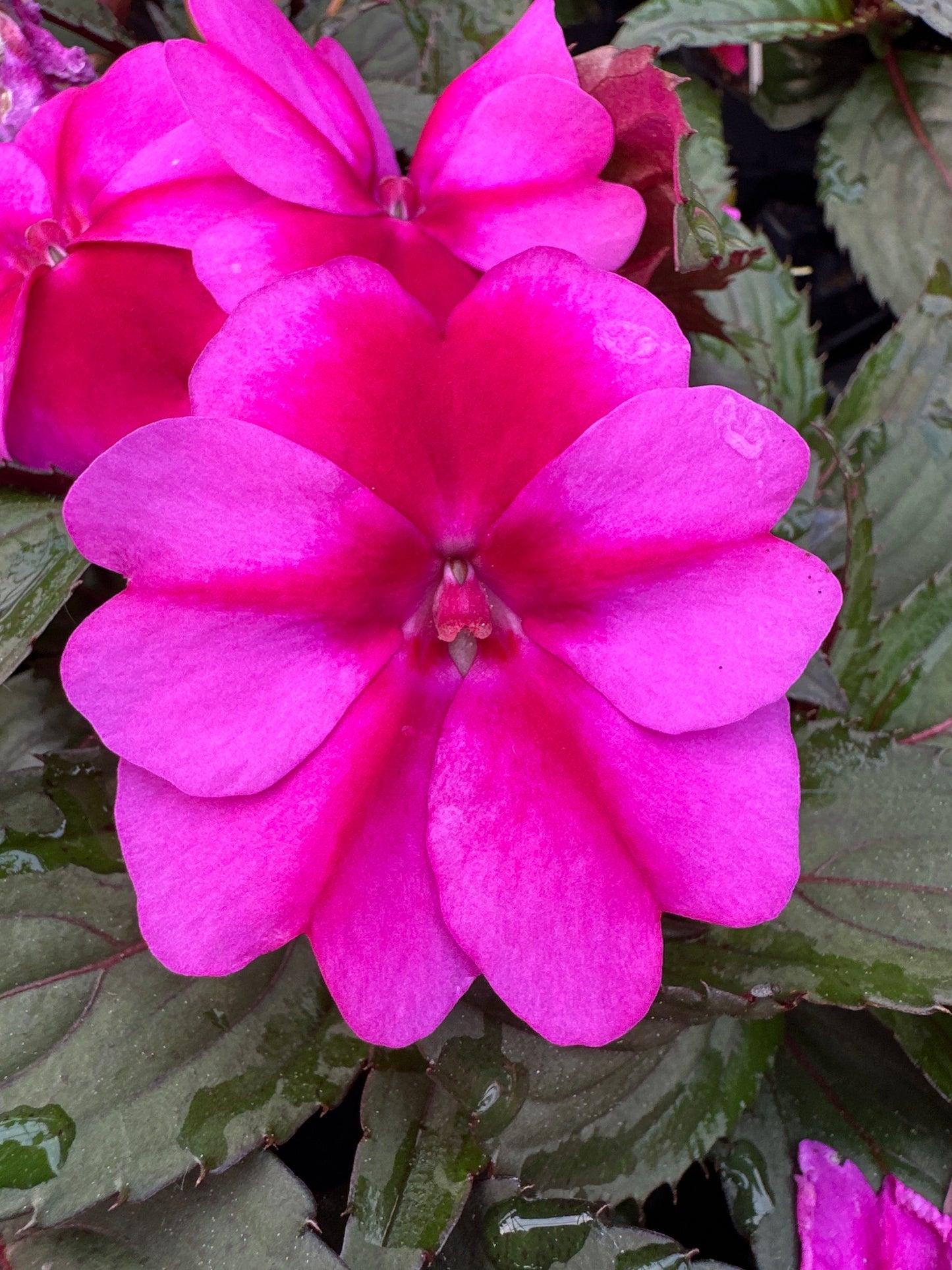 SUNPATIENS COMPACT PURPLE CANDY - 4" POT