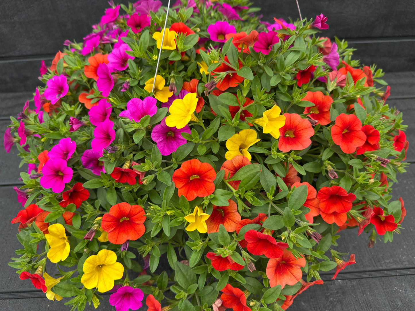 COMBO FRUIT COCKTAIL - 10" HANGING BASKET