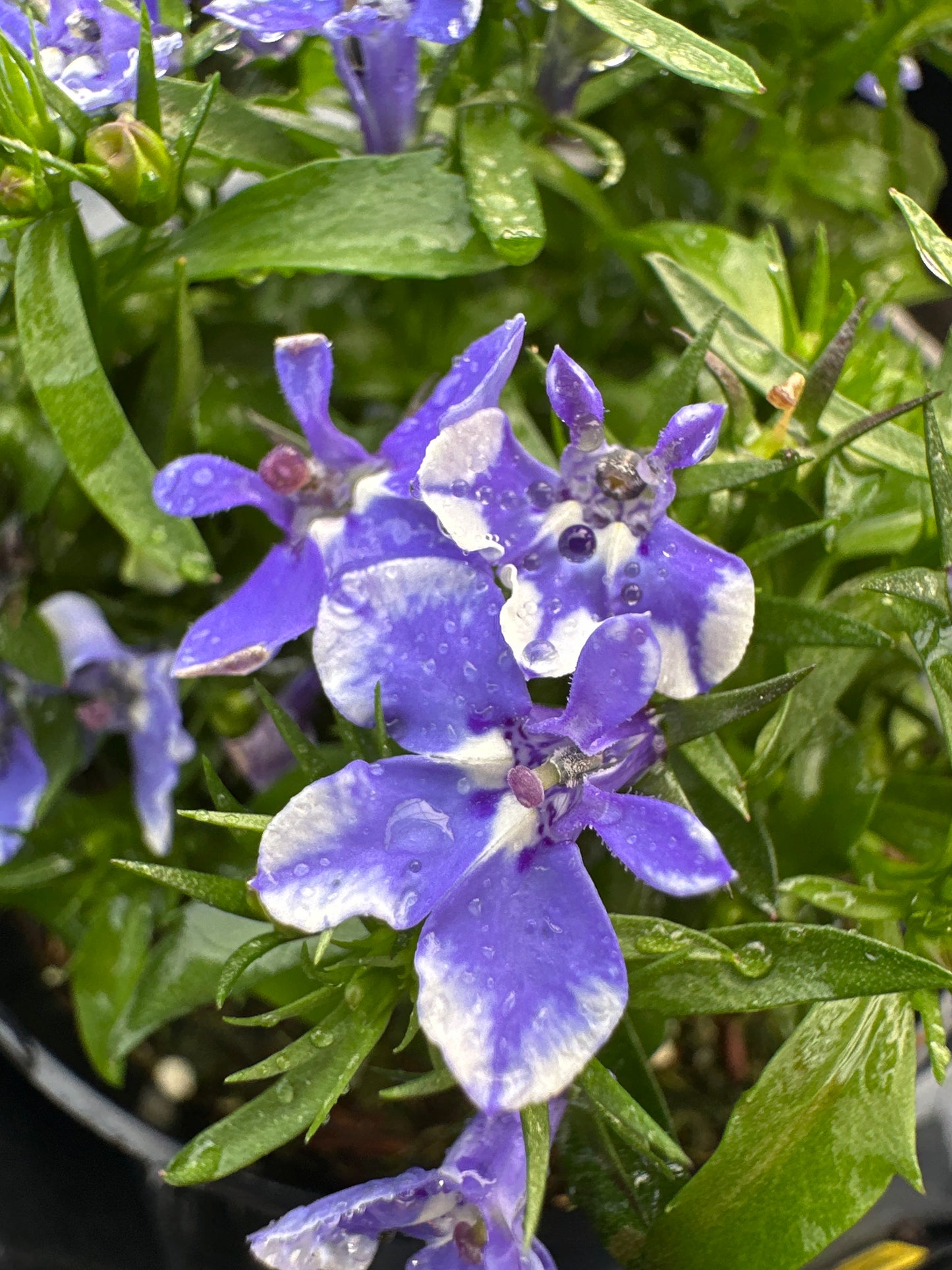 LOBELIA MAGADI COMPACT BLUE BAY - 4&quot; POT