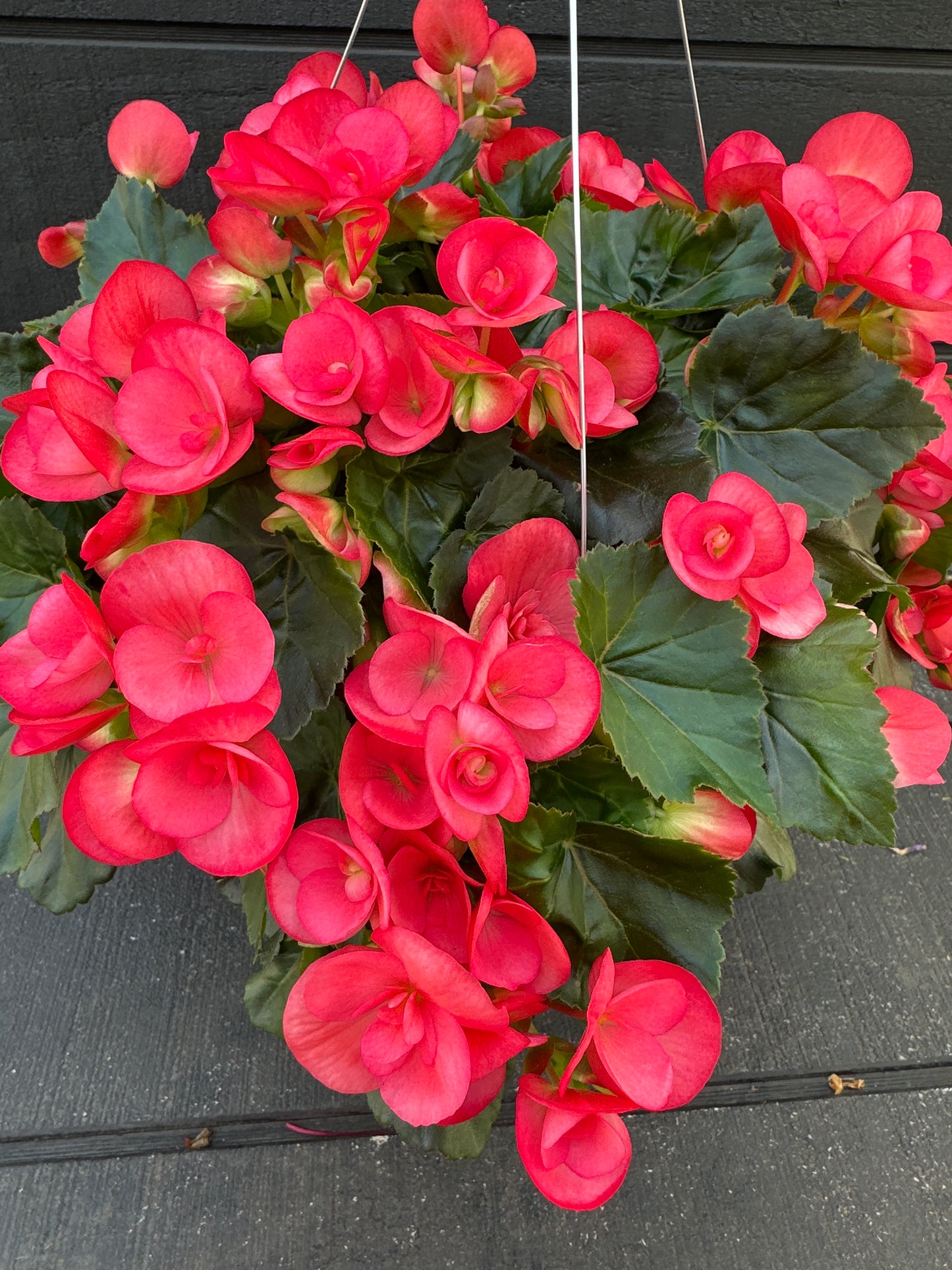 BEGONIA REIGER NETJA DARK - 10'' HANGING BASKET