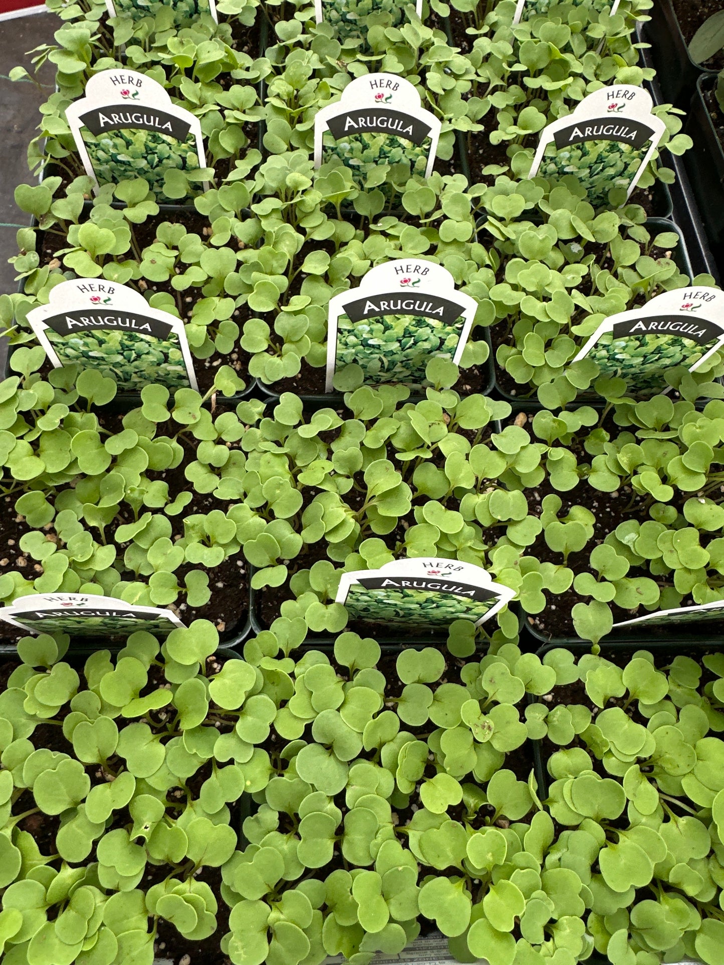 ARUGULA ROQUETTE ERUCA VESICARIA