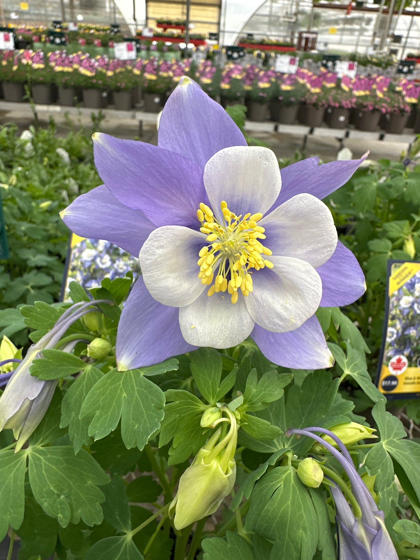 AQUILEGIA EARLY BIRD BLUE WHITE - QUART POT