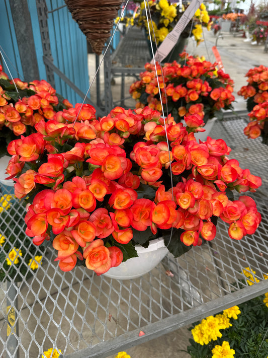BEGONIA REIGER CARNEVAL - 10" HANGING BASKET