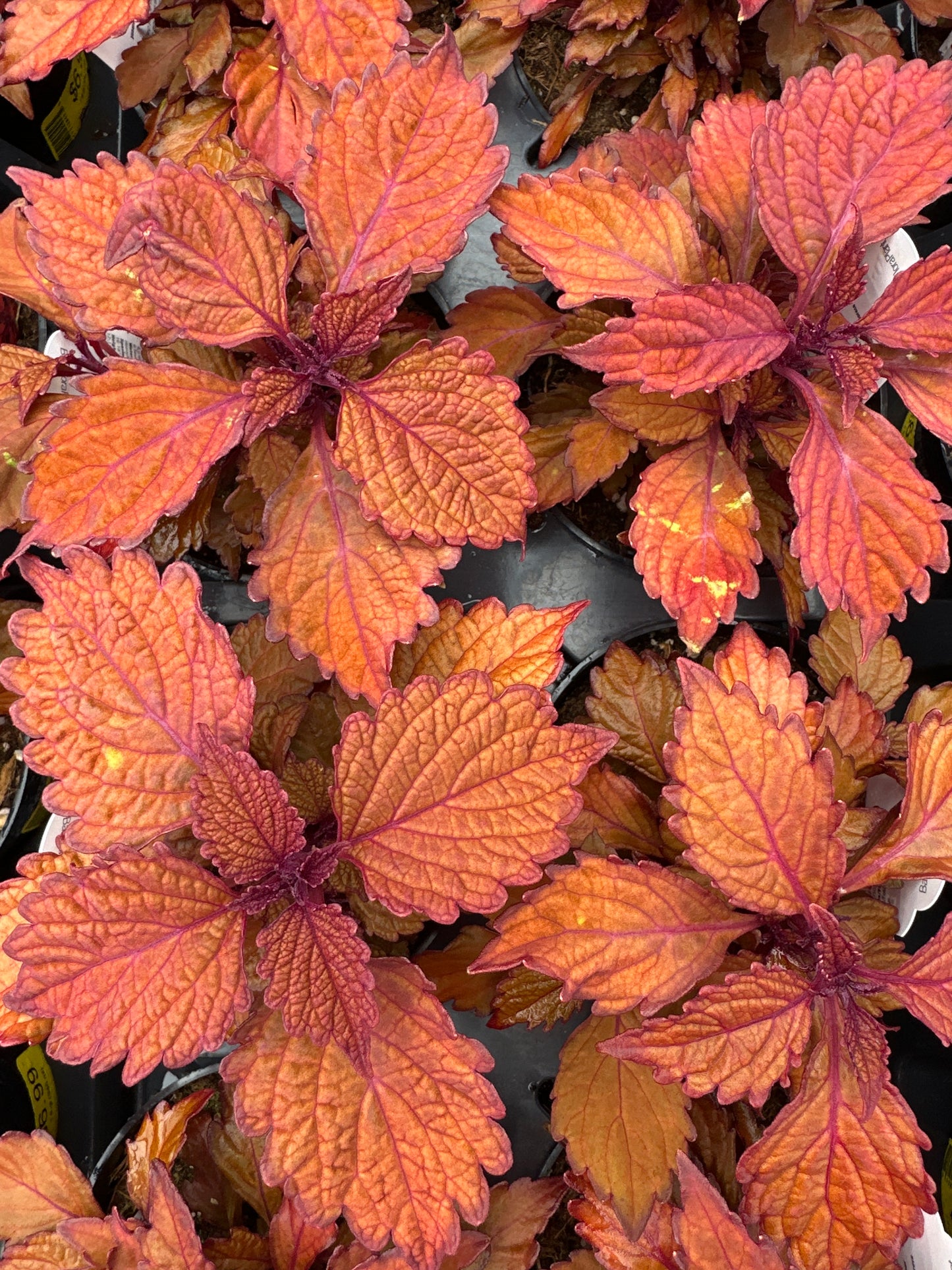 COLEUS FLAME THROWER HABANERO - 4" POT
