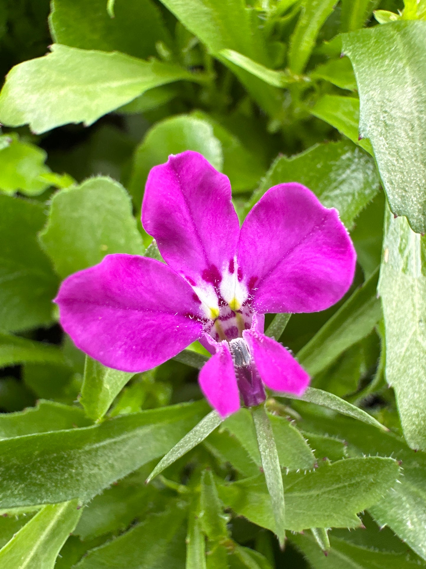 LOBELIA RIVIERA ROSE - FLAT OF 48 PLANTS