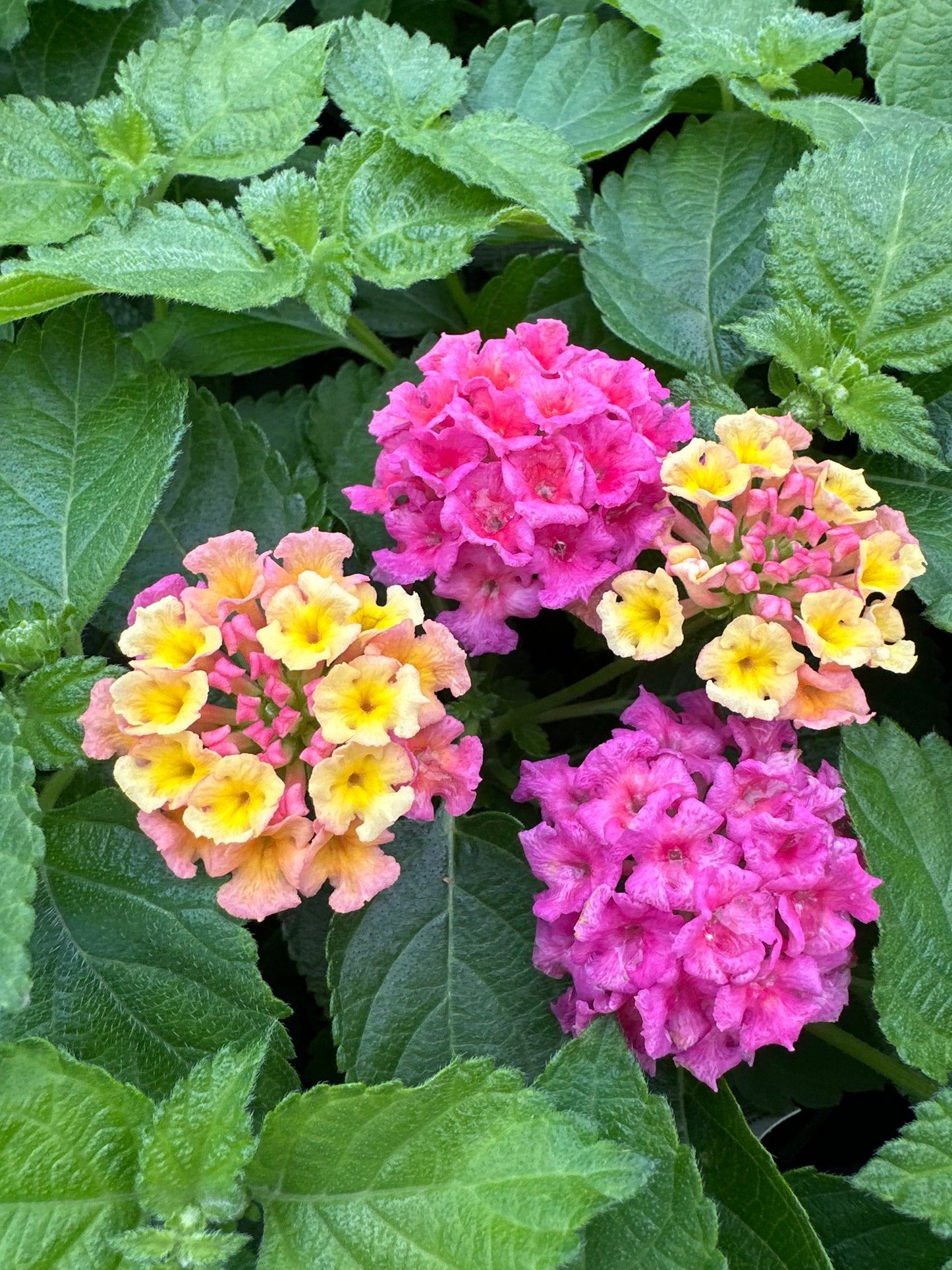LANTANA BANDELERO LYCHEE - 4" POT