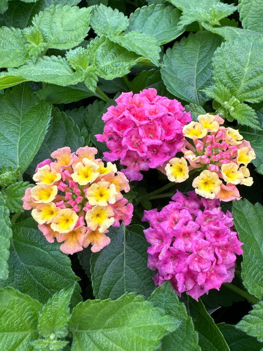 LANTANA BANDELERO LYCHEE - 4" POT