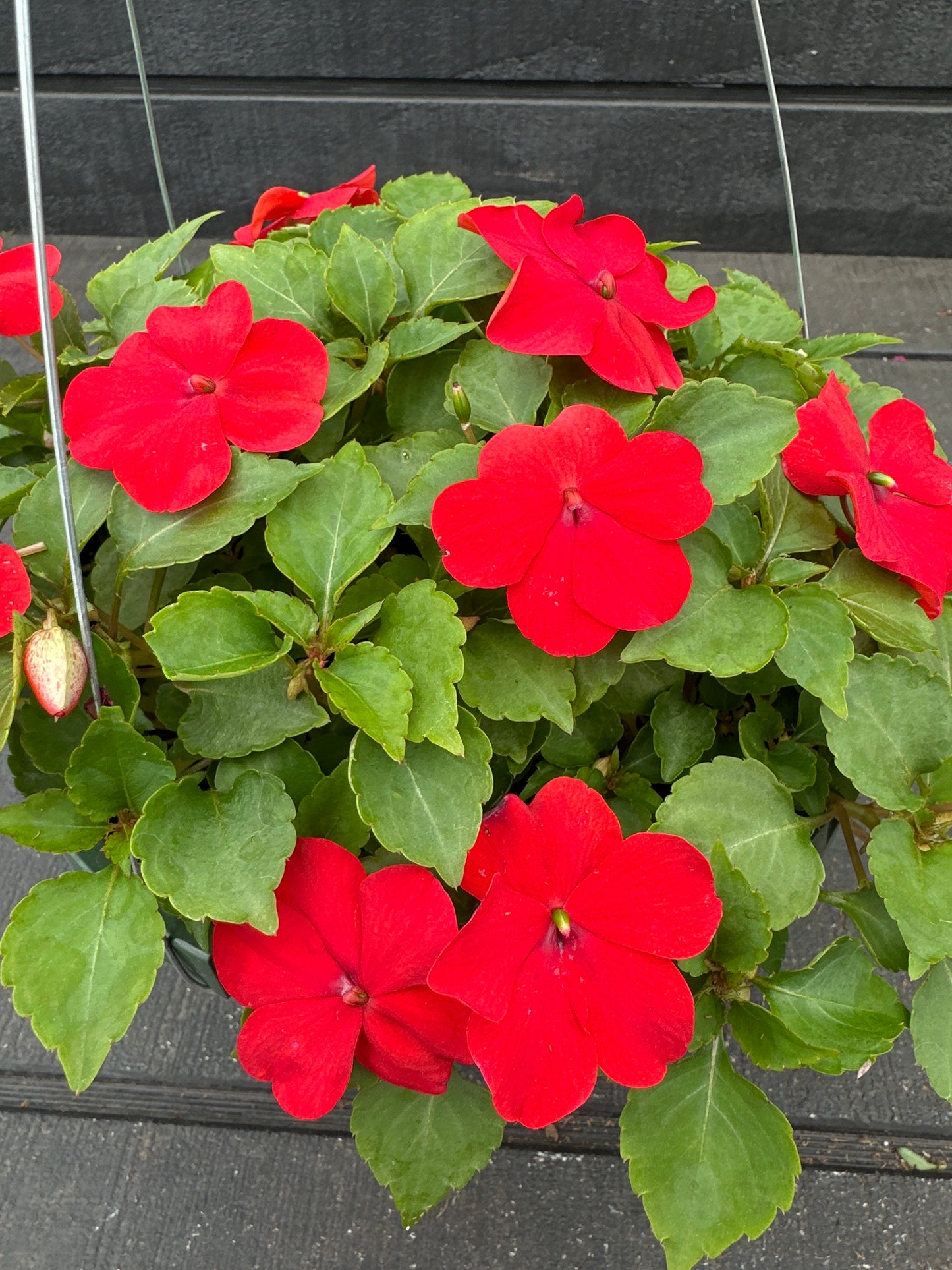 IMPATIENS BEACON BRIGHT RED - 8'' HANGING BASKET