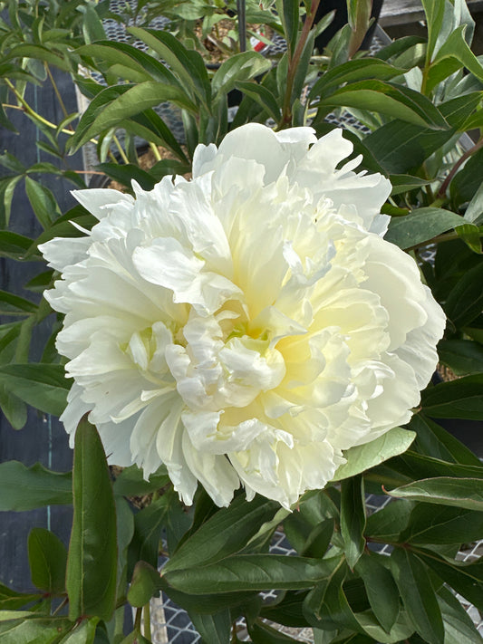 PAEONIA SHIRLEY TEMPLE (WHITE)
