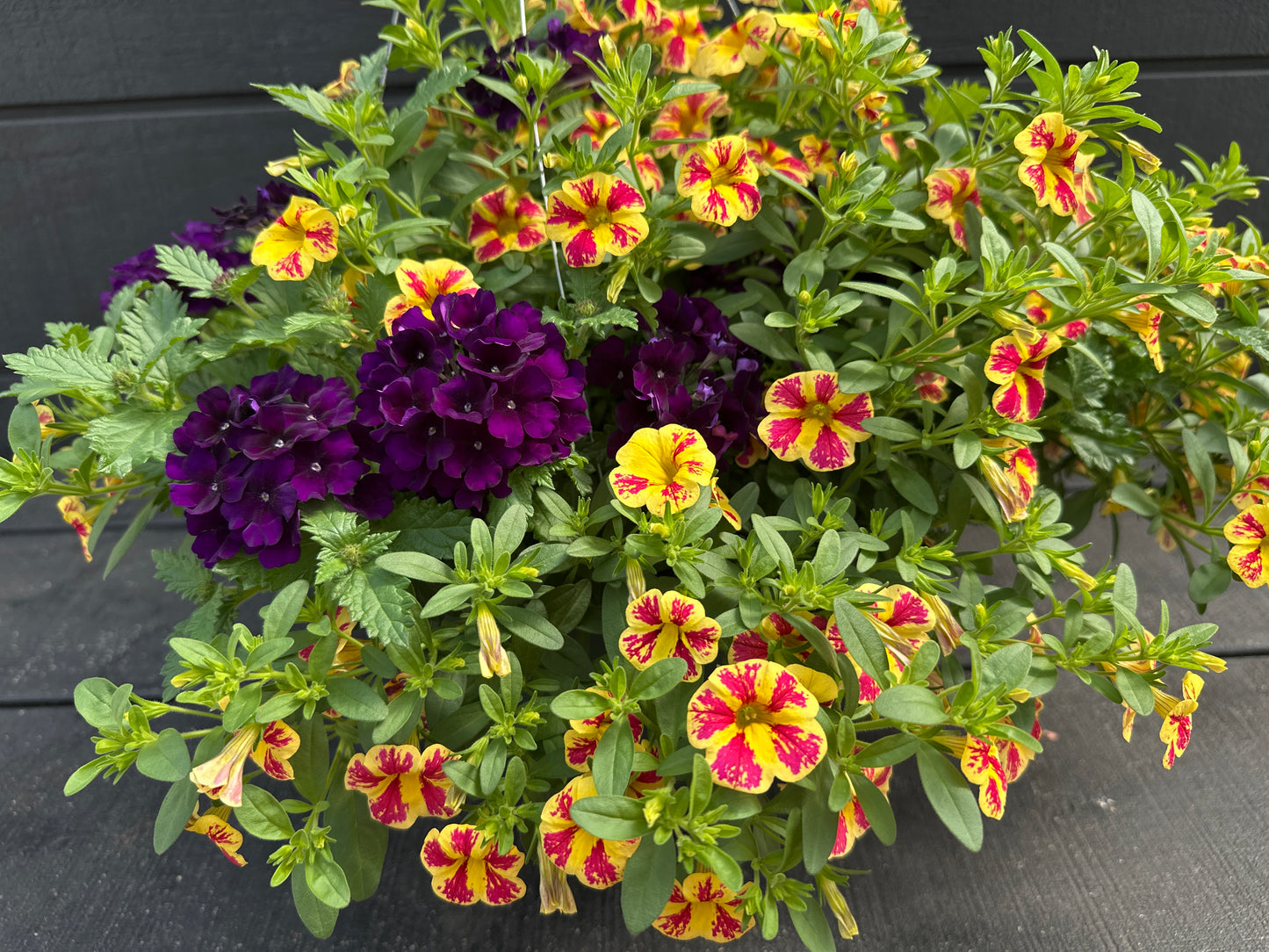 BASKET #82 - 12'' HANGING BASKET