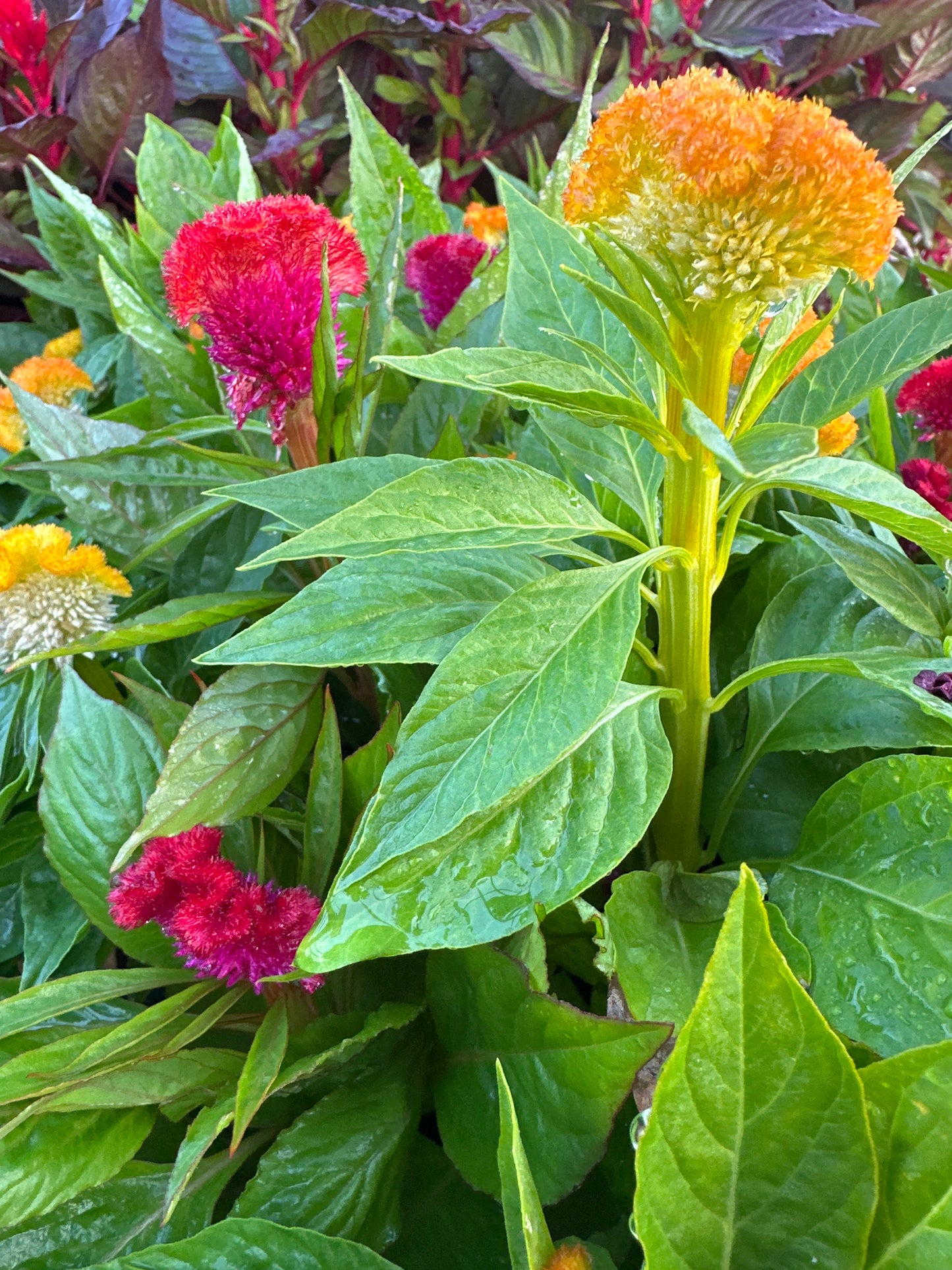 CELOSIA ARMOR MIX - FLAT OF 48 PLANTS