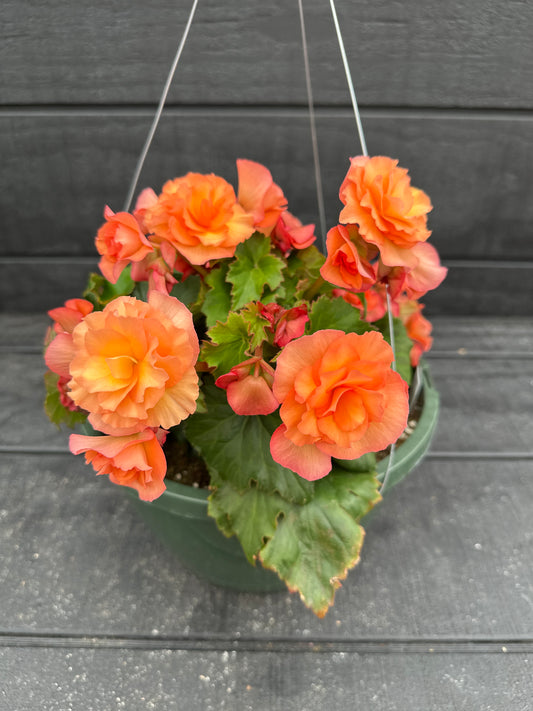 BEGONIA SOLENIAS APRICOT - 10" HANGING BASKET