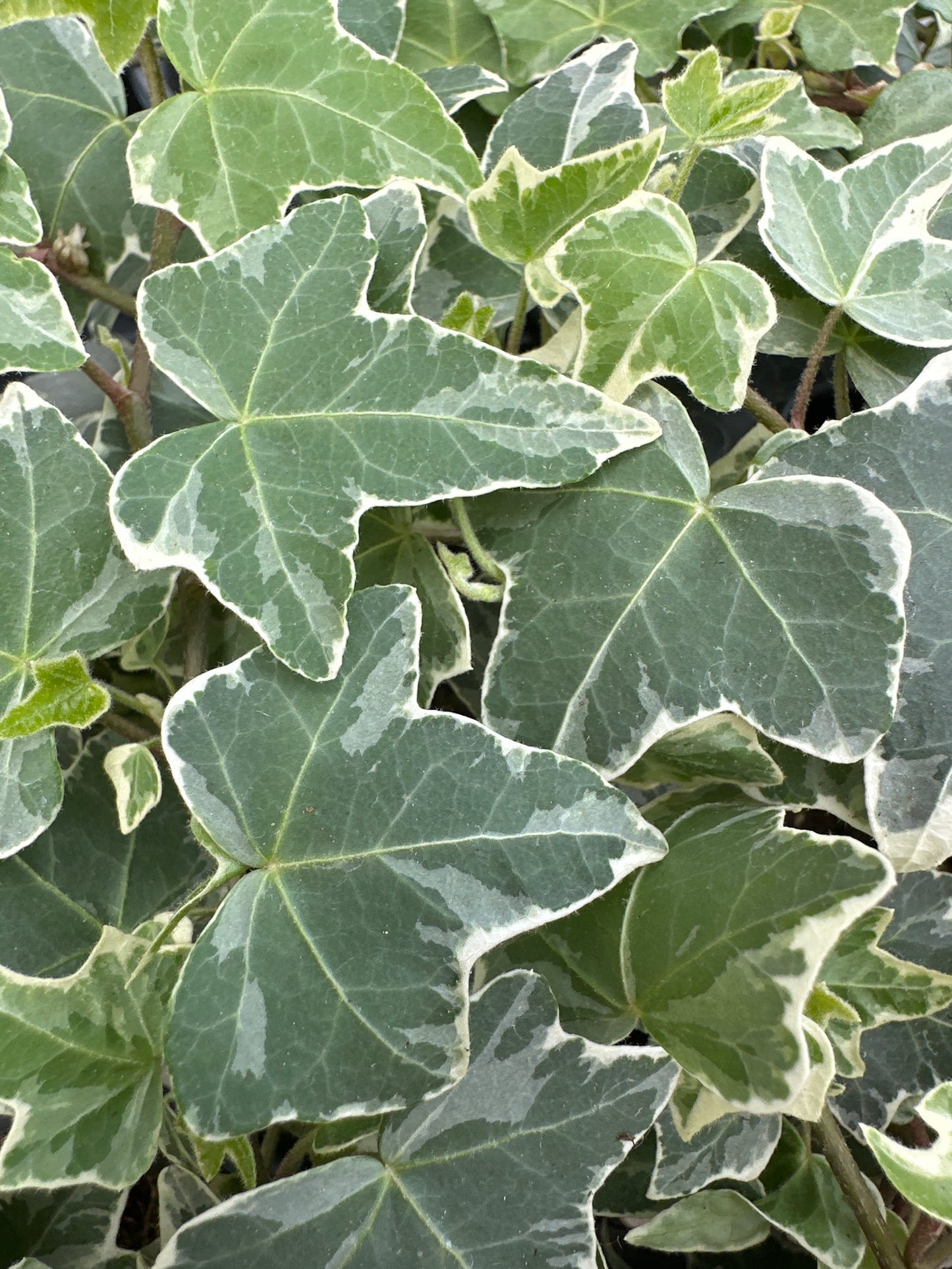 HEDERA HELIX IVY GLACIER - QUART POT