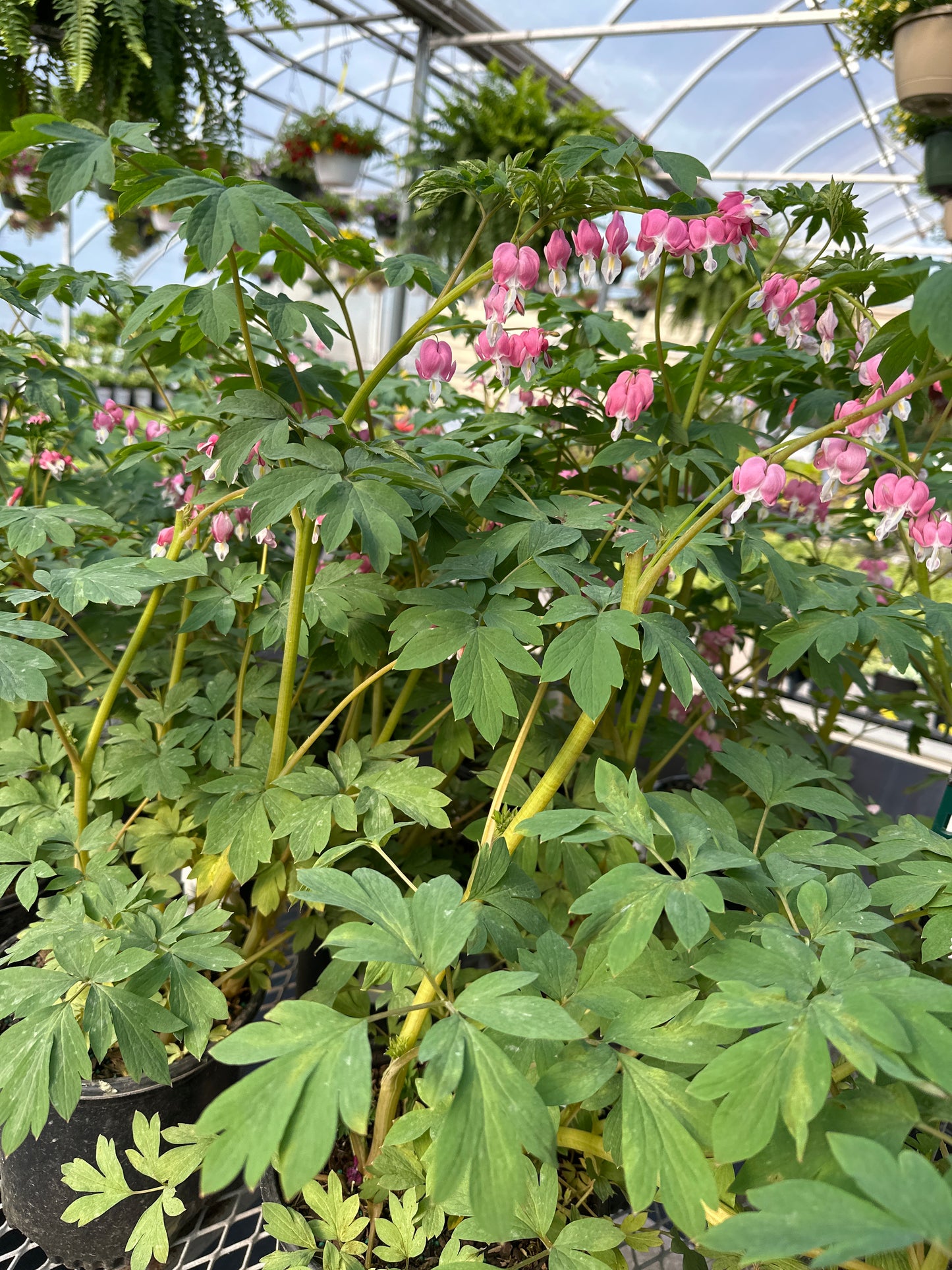 Dicentra spectabilis