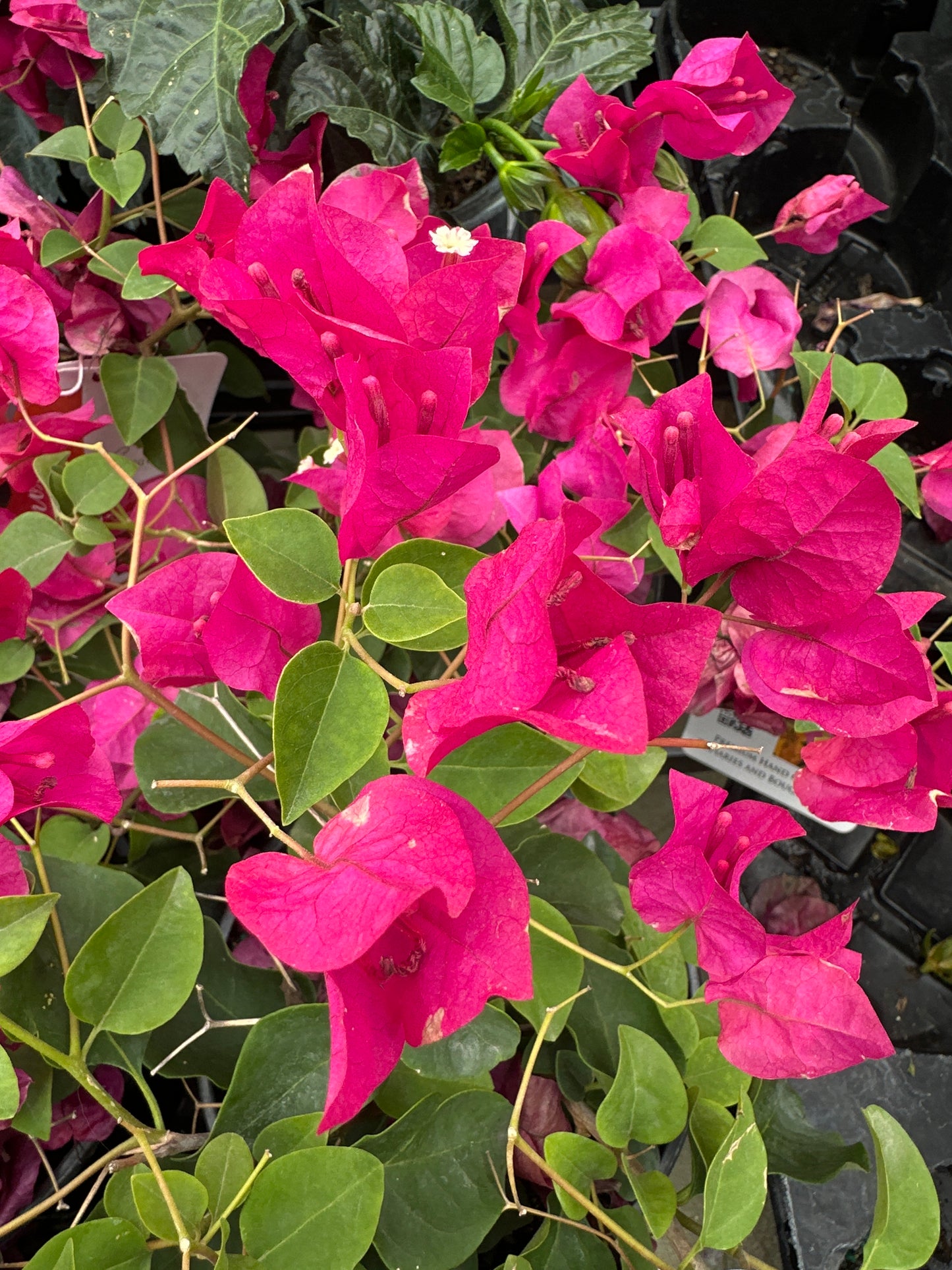 6" Bush Bougainvillea