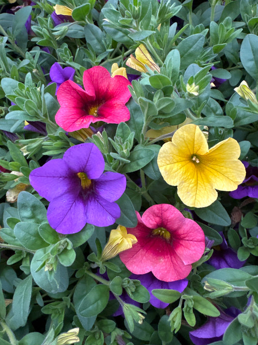 COMBO SUMMER SUNSET - QUART POT