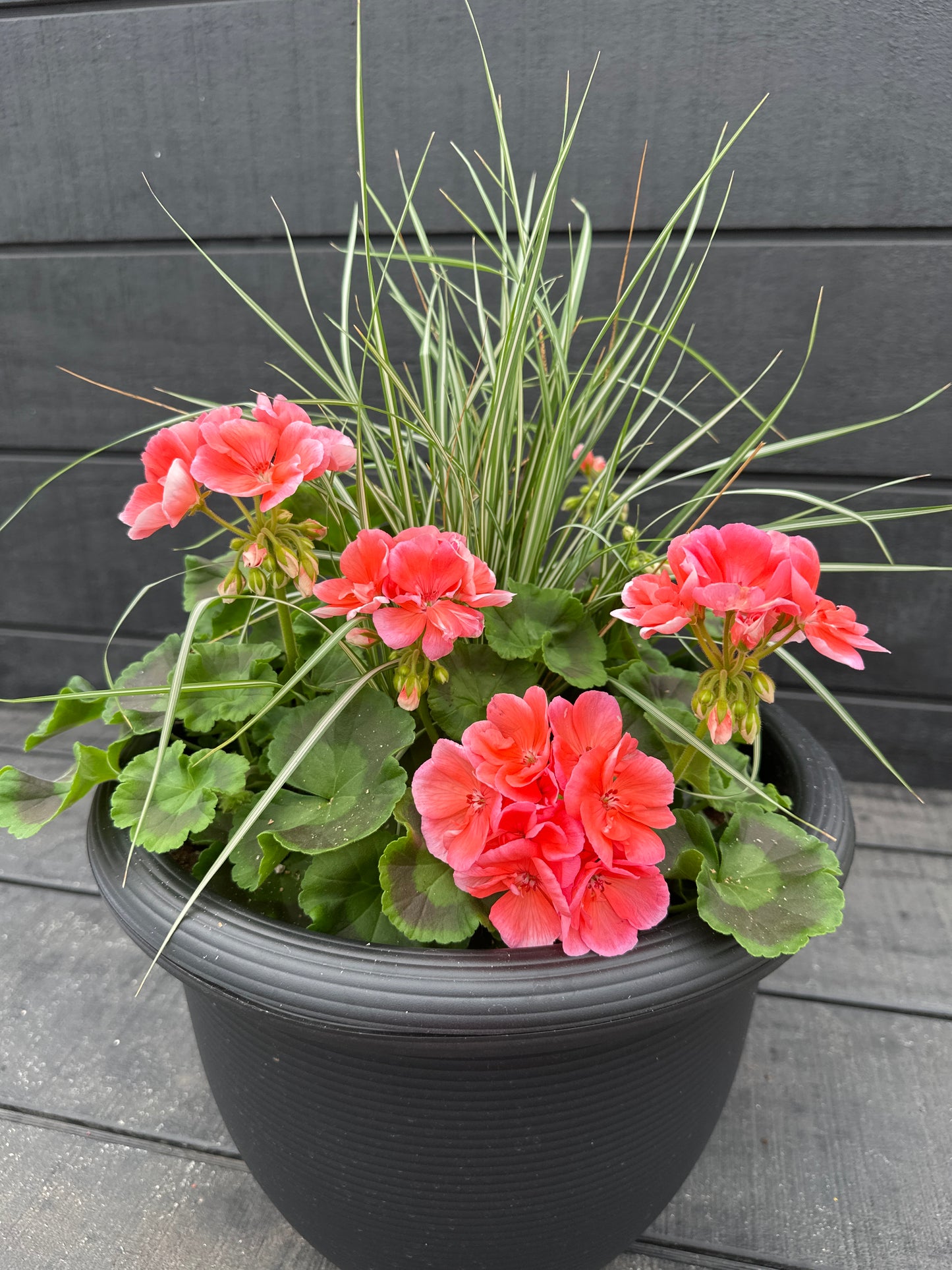 COMBO #18 - 12'' POT