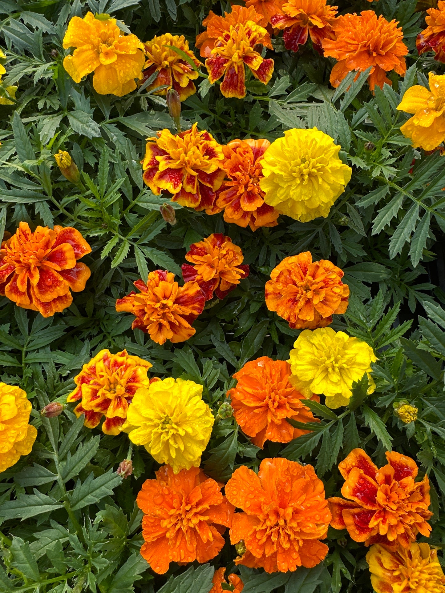 MARIGOLD BONANZA MIX - FLAT OF 48 PLANTS