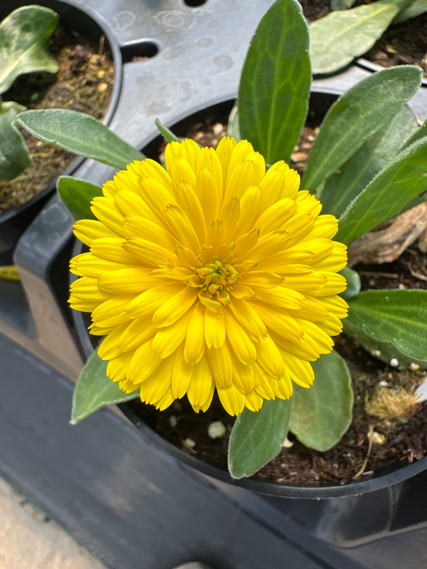 CALENDULA POWER DAISY SUNNY - 4'' POT