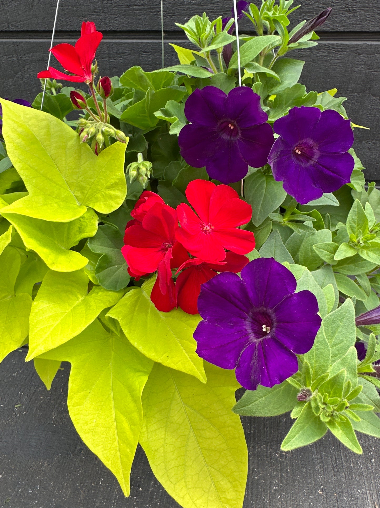 BASKET #90 - 12'' HANGING BASKET