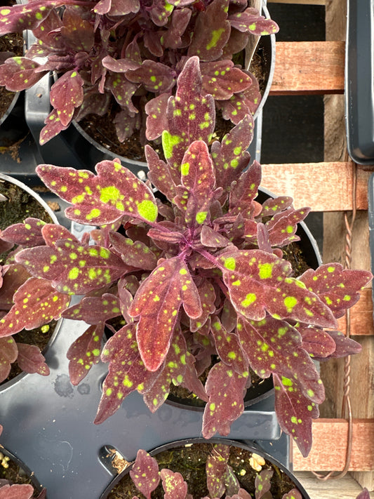 COLEUS DOWN TOWN NYC NIGHTS - 4'' POT