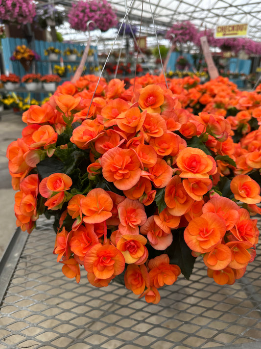BEGONIA REIGER DARK BRITT - 10" HANGING BASKET