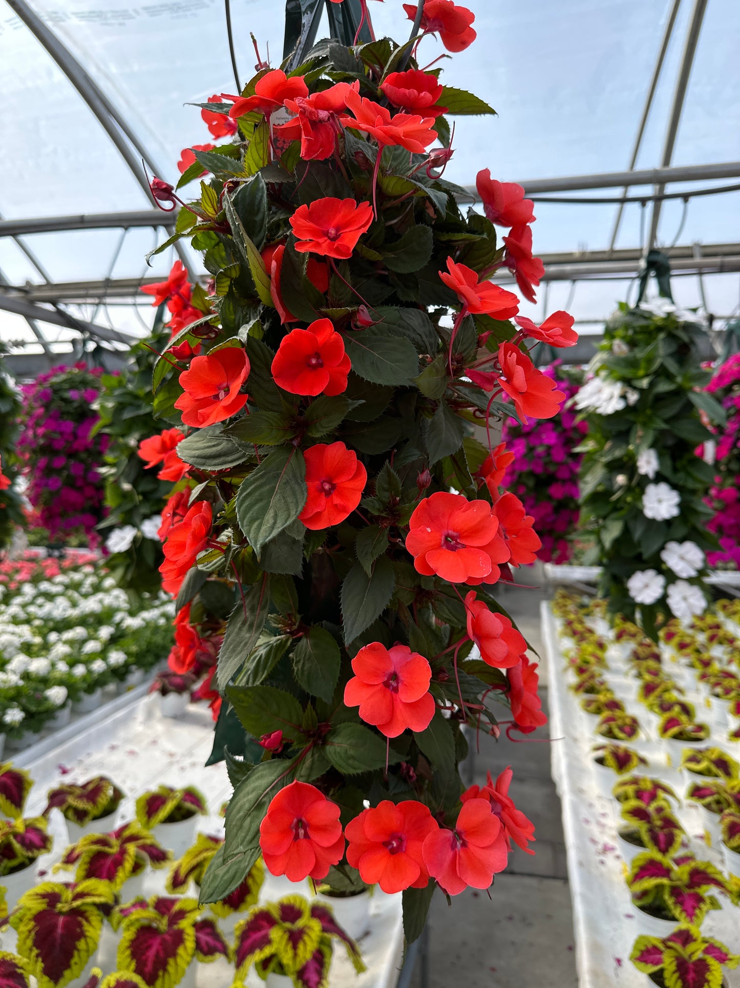 SUNPATIENS COMPACT HOT CORAL - FLOWER BAG