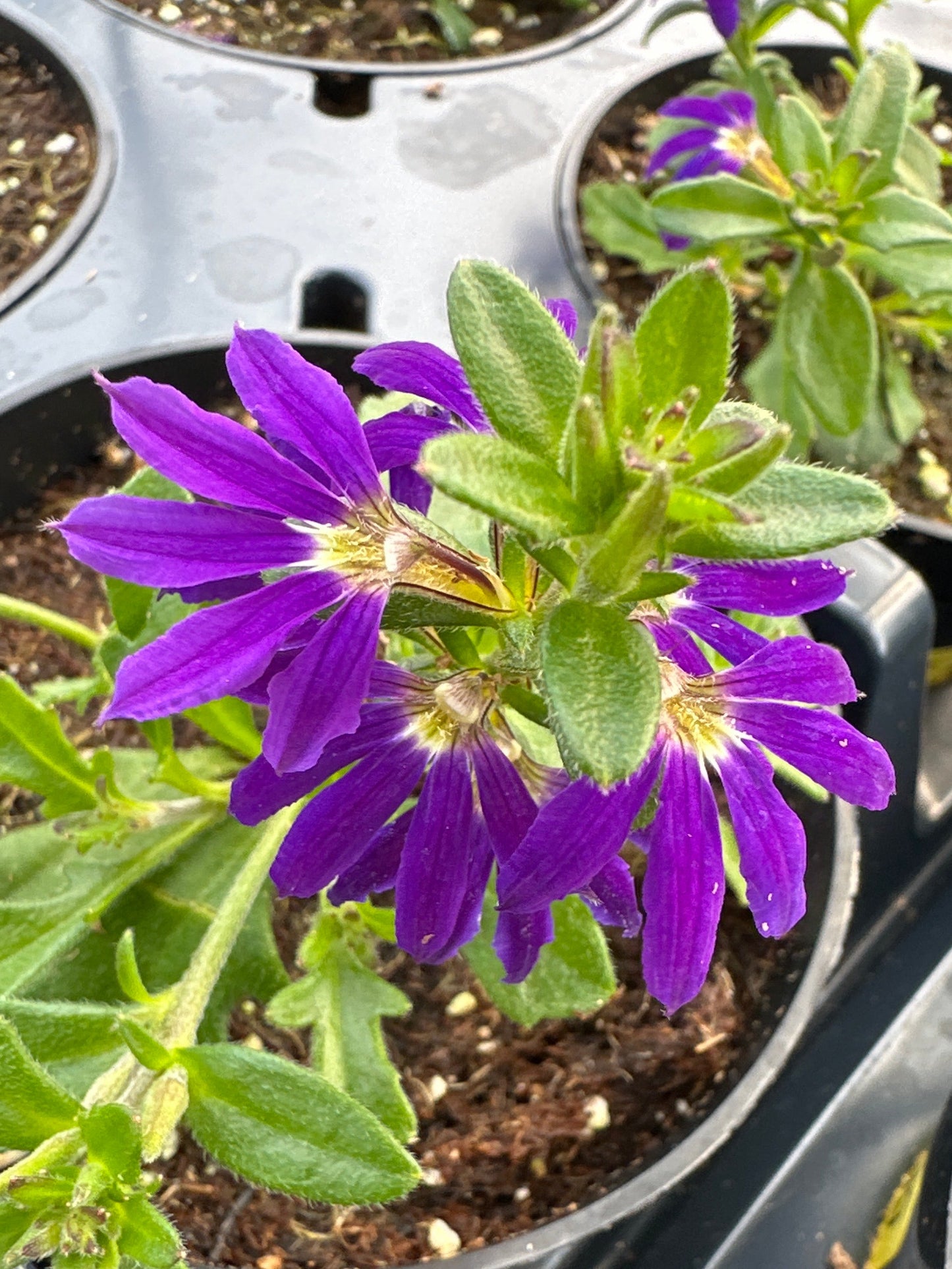 SCAEVOLA SURDIVA BLUE - 4'' POT
