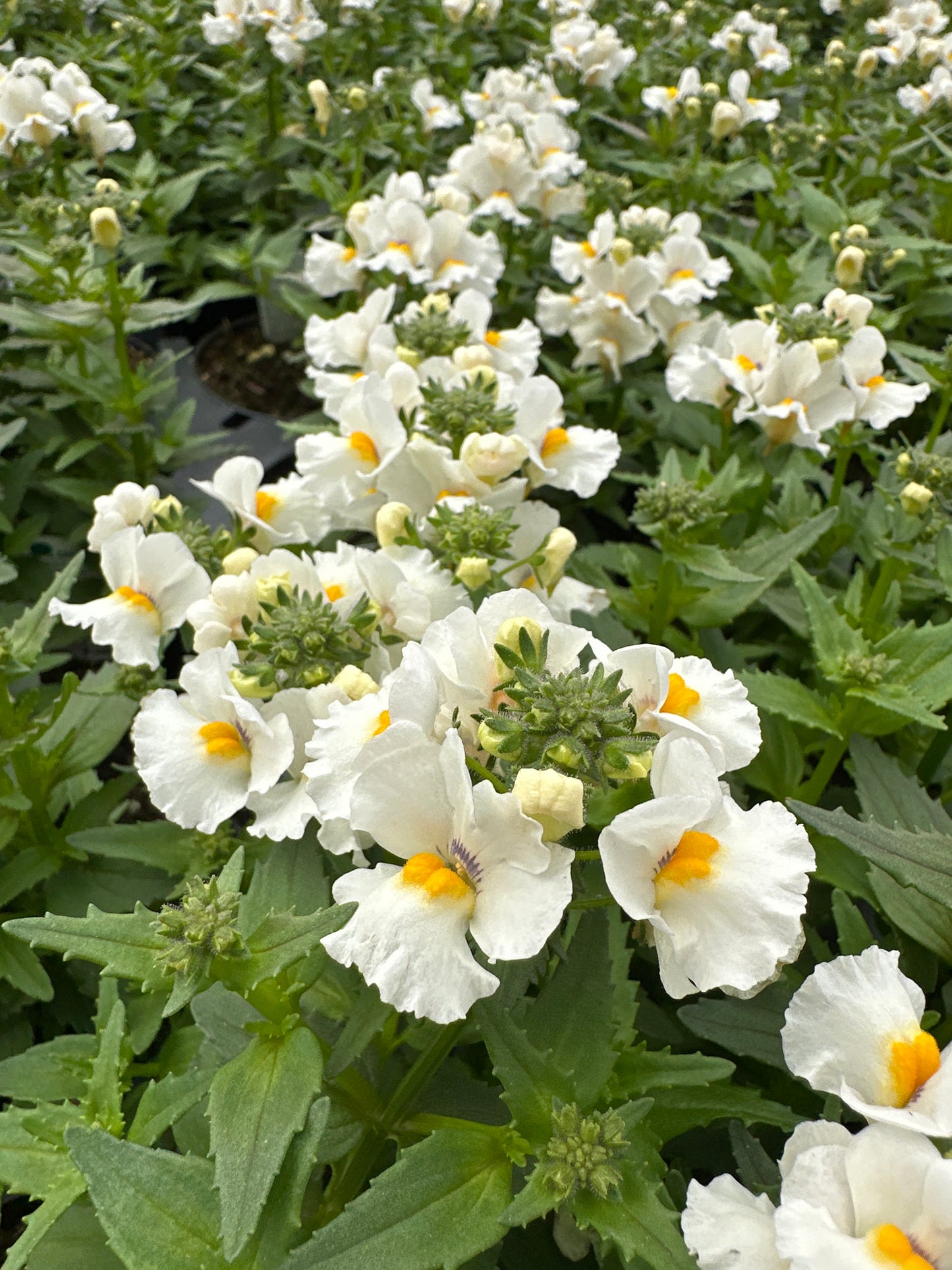 NEMESIA NESIA SNOW ANGEL - 4" POT