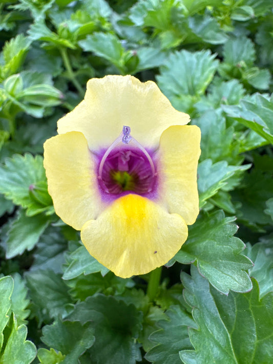 TORENIA MOON YELLOW - 4" POT