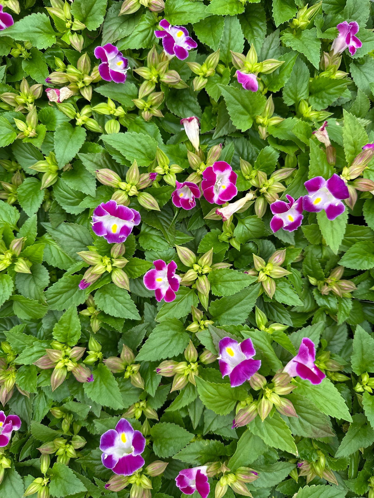 TORENIA HI-LITE MAGENTA - FLAT OF 48 PLANTS