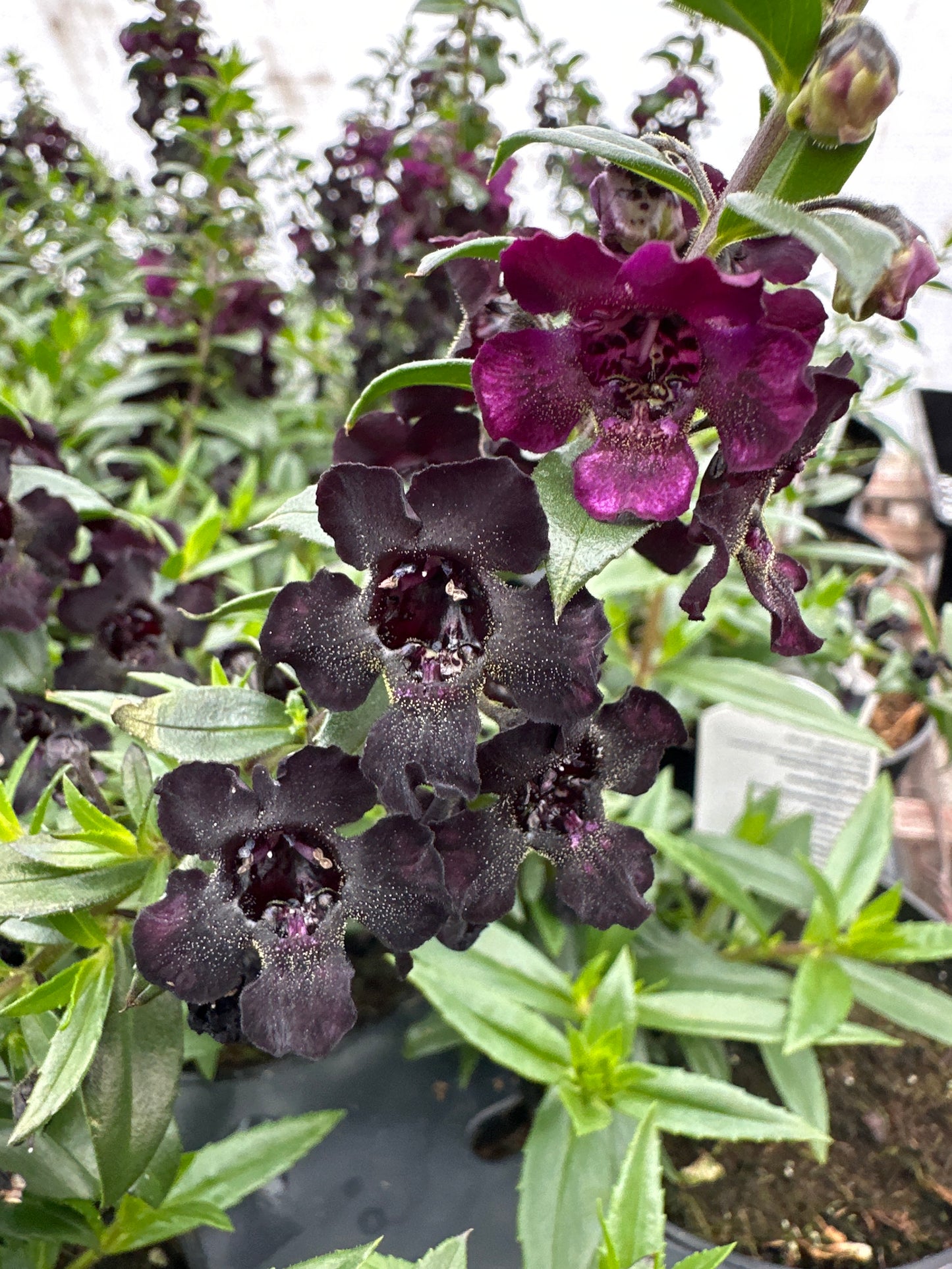 ANGELONIA ANGELFLARE BLACK - 4" POT